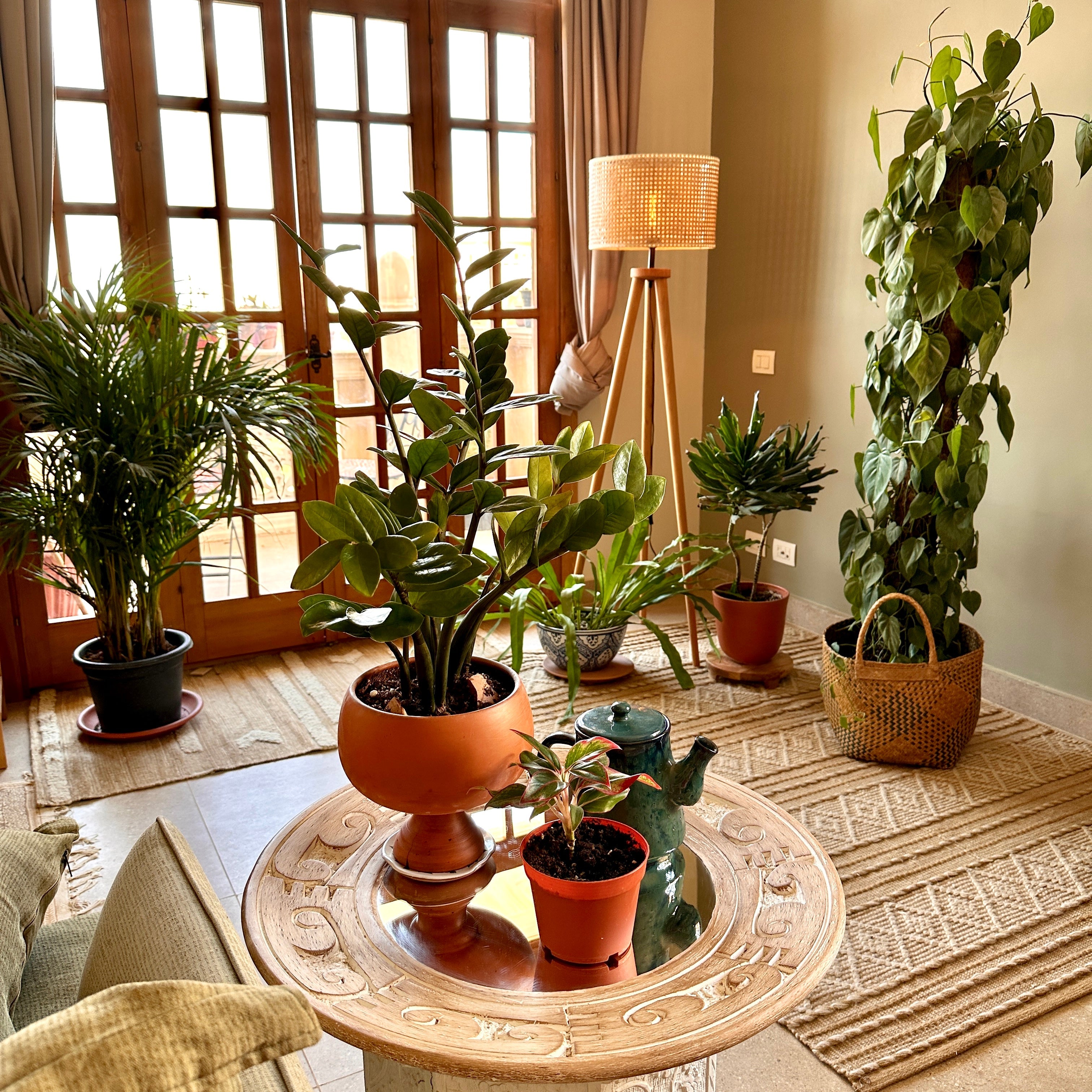 Indoor Plant Light Guide Bright Vs Low Light Explained Kaynuna indoor-plant-light-guide-bright-vs-low-light-explained-kaynuna