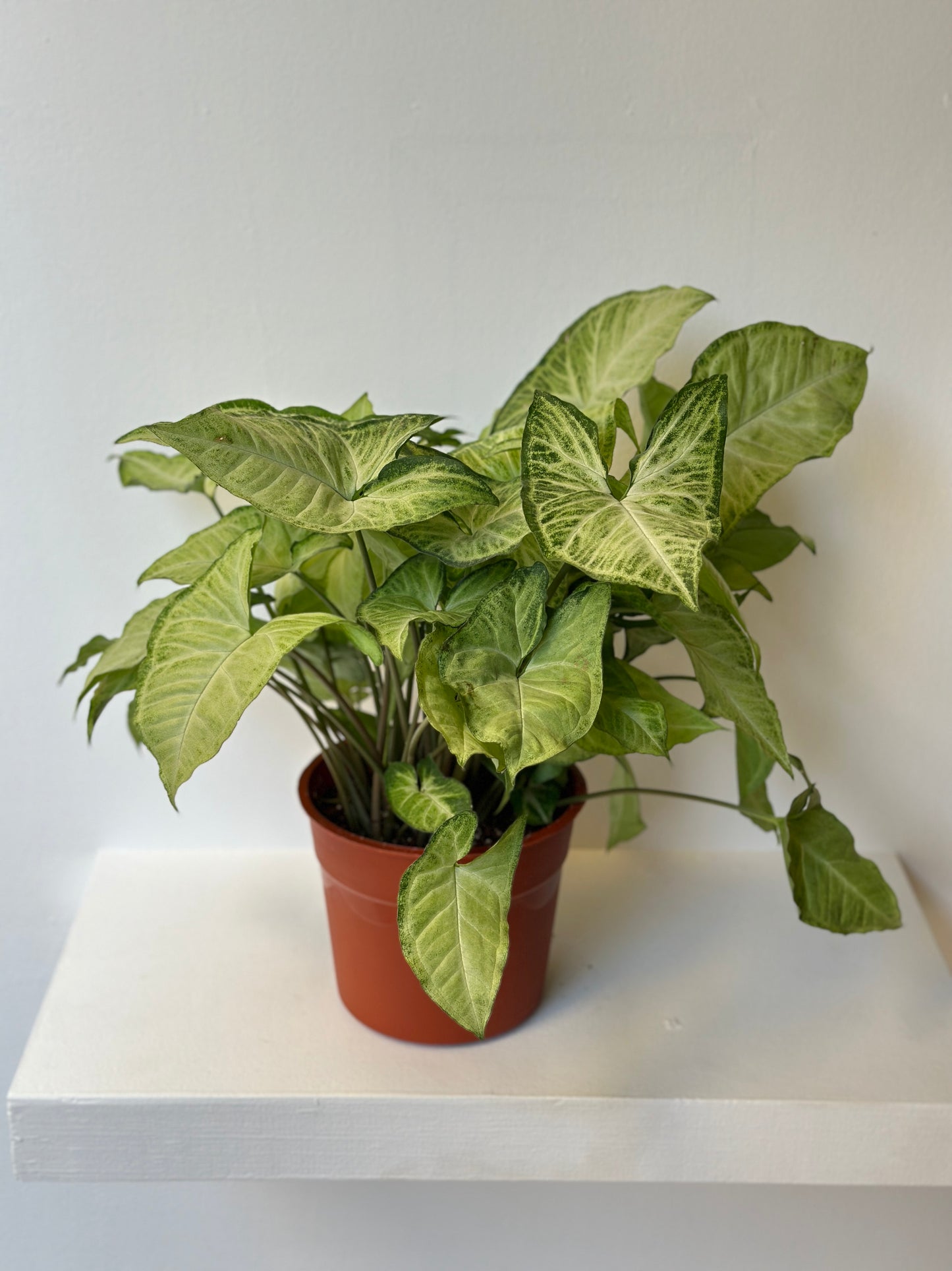 The Pop of Color Pair