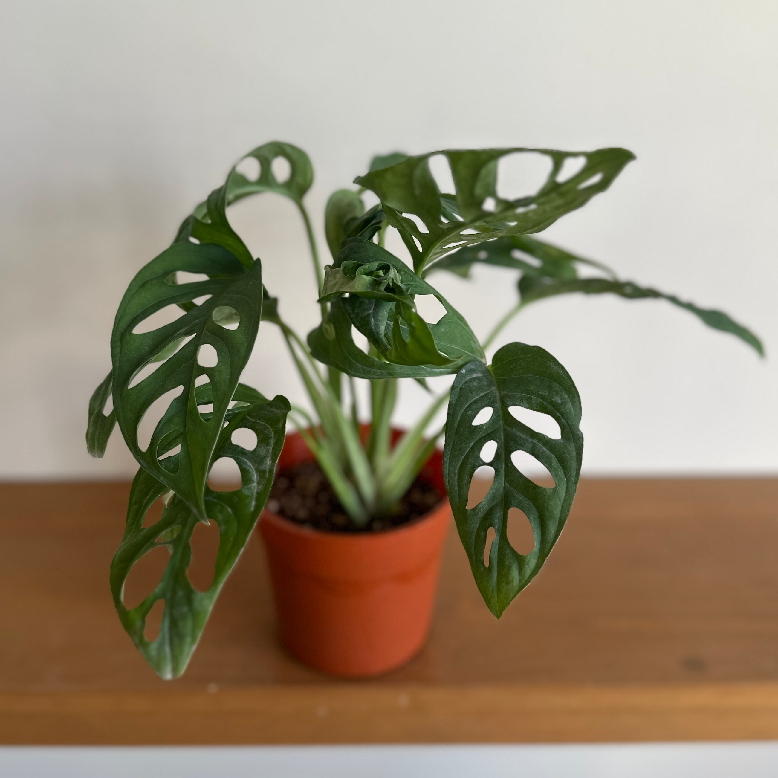 is monstera adansonii an indoor plant Monstera Adansonii - Charming Indoor Plant with Unique Leaves