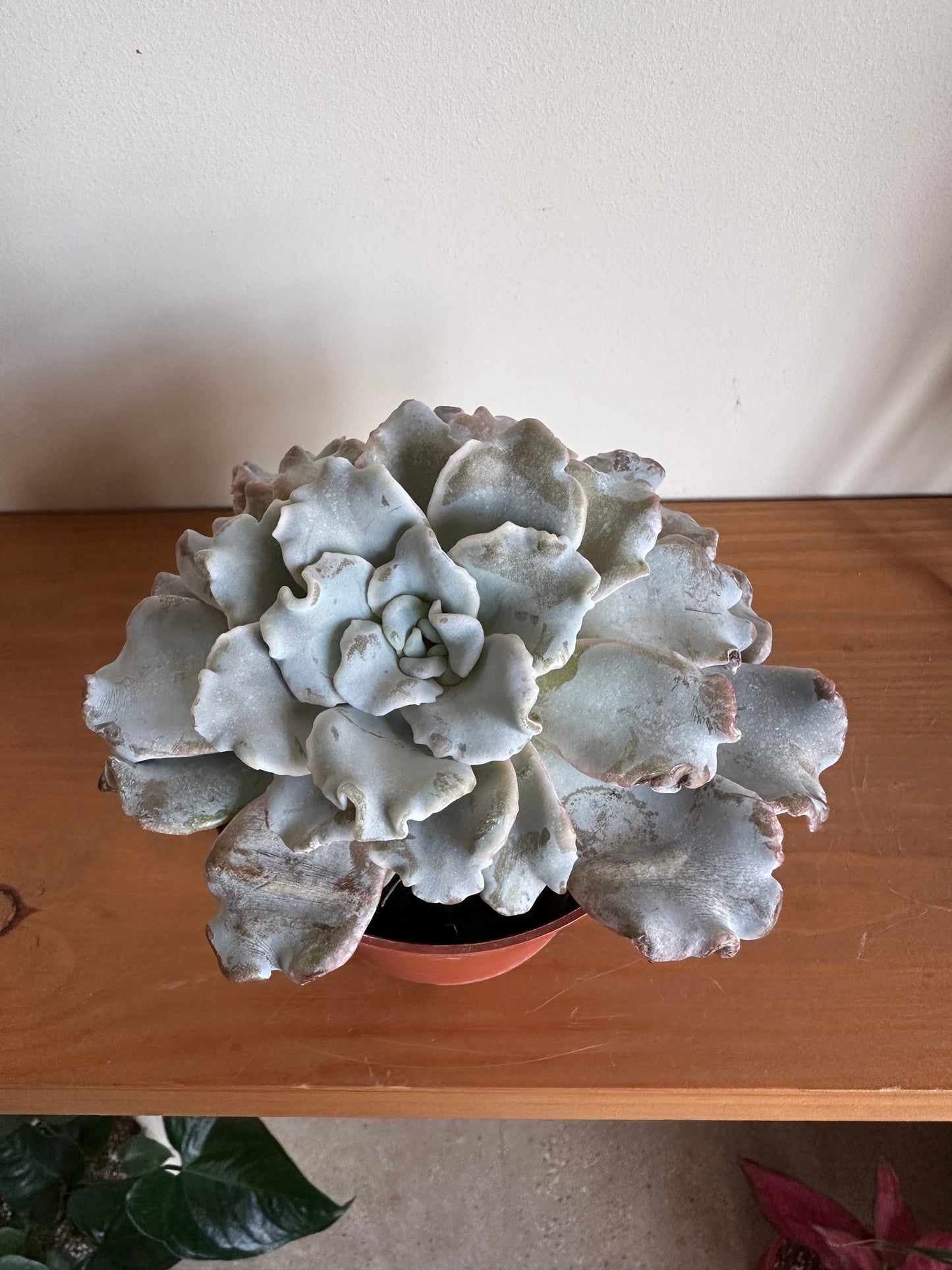 Petal Waves Succulent