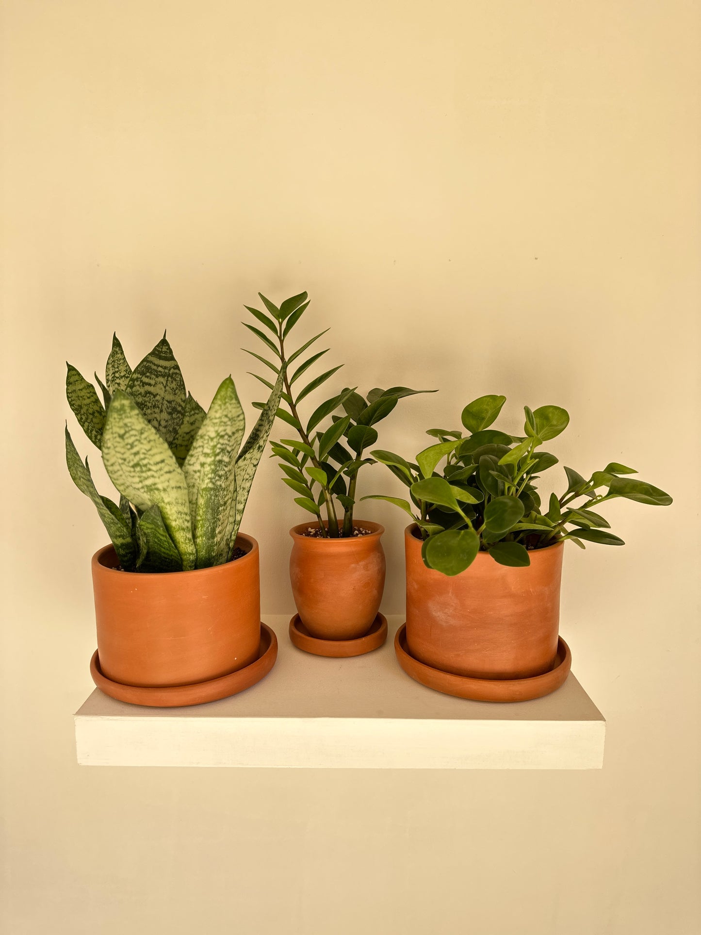 Zero-Effort Plant Bundle – Buy 2, Get 1 Free