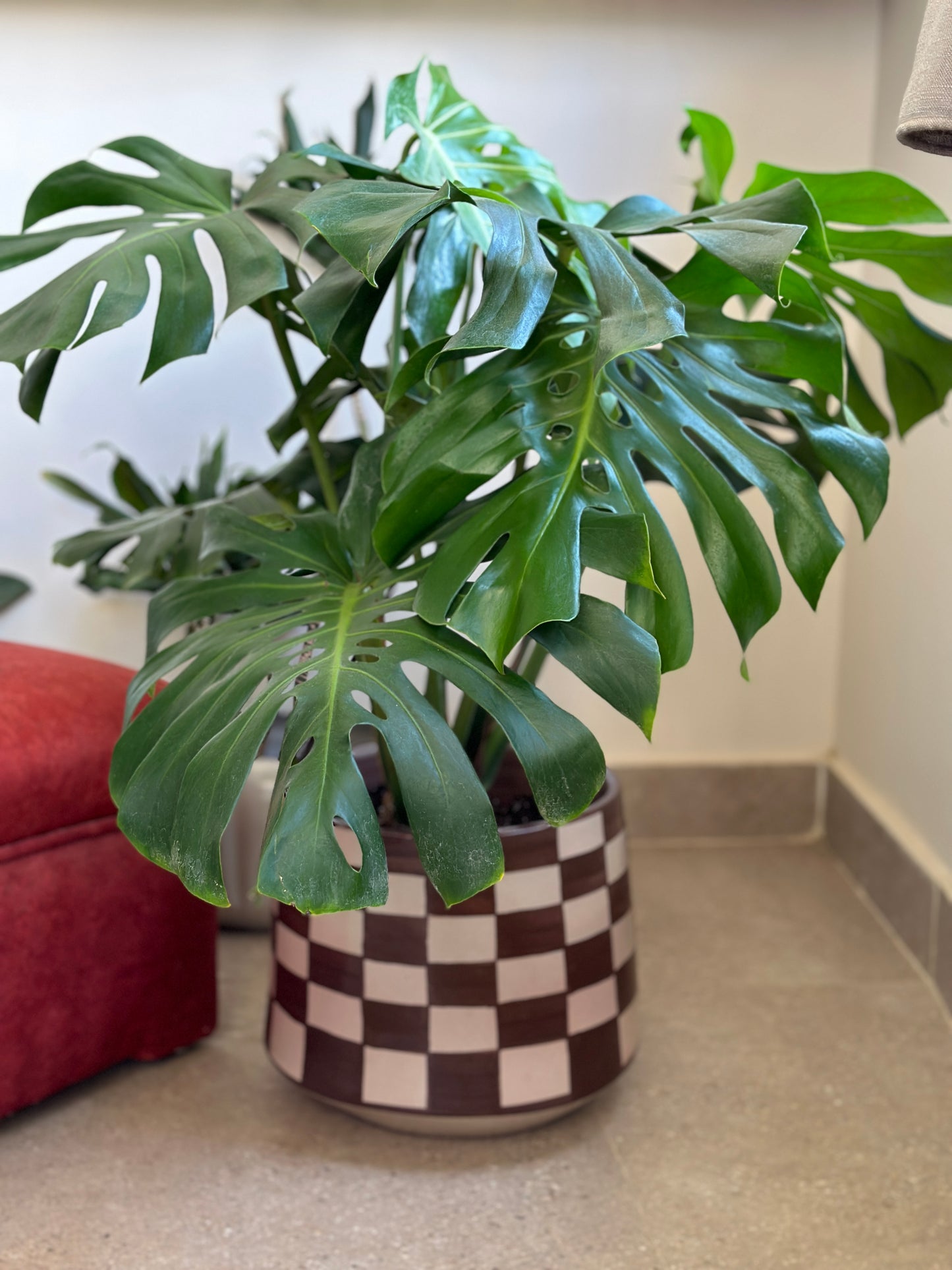 Monstera Deliciosa in Checkered Ceramic Pot