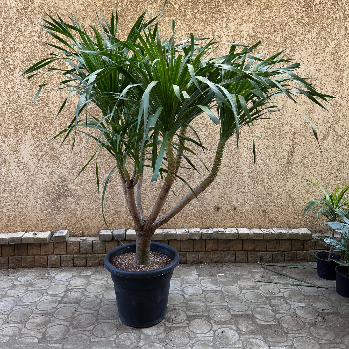 Canary Dragon Tree