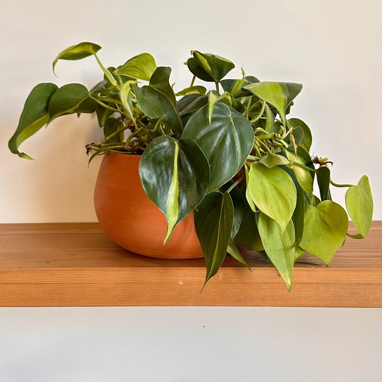 Sweetheart Philodendron in “Shay” Clay Pot