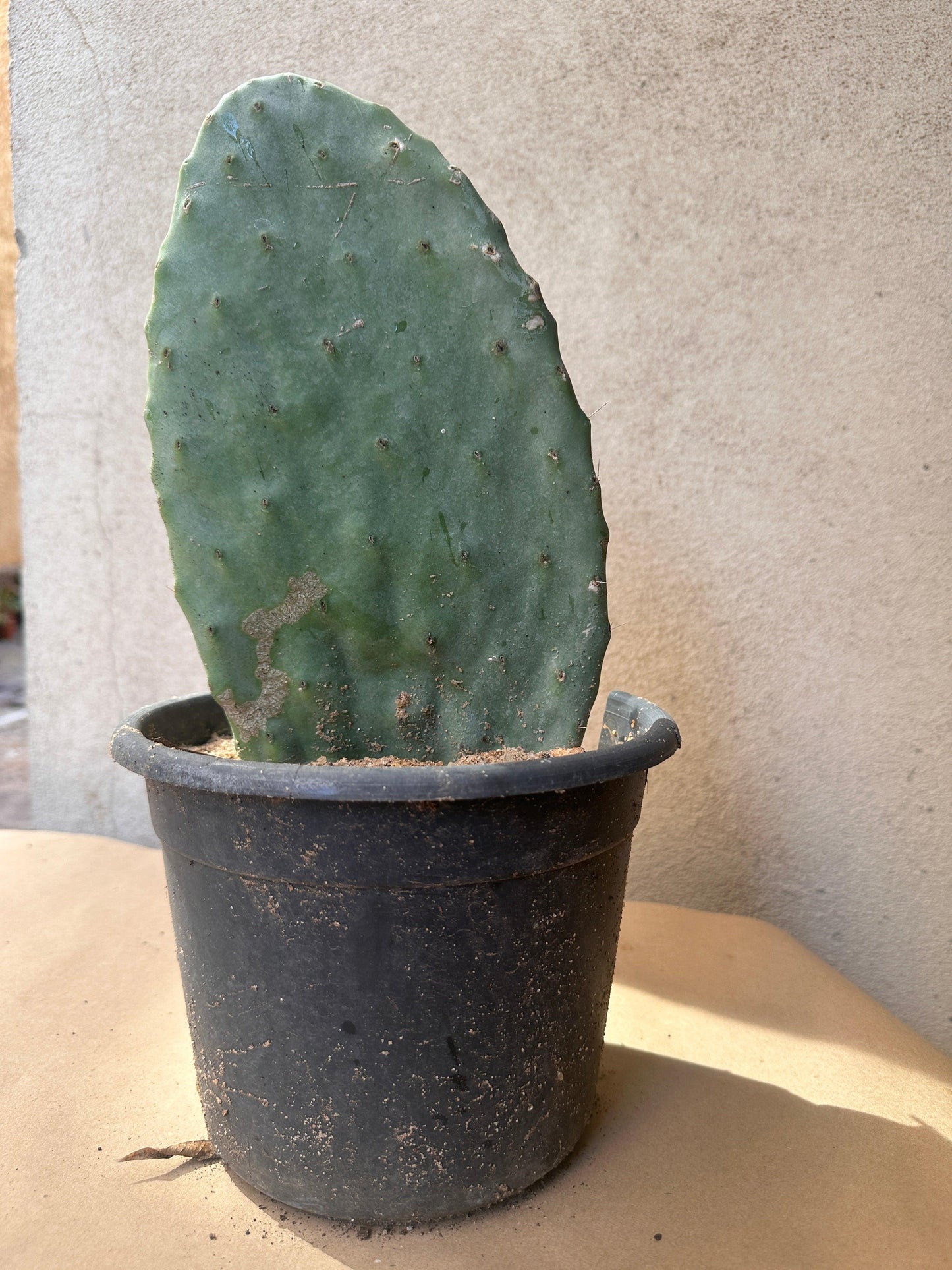 Prickly Pear - Teen Shooky