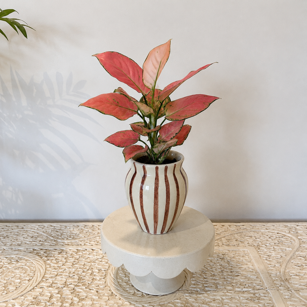 A potted Aglaonema pink variegated plant in a cream ceramic pot with brown vertical stripes, displayed on a small round pedestal against a light wall. - kaynuna