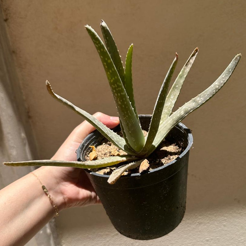 aloe vera plant for air purification Buy Aloe Vera Plant
