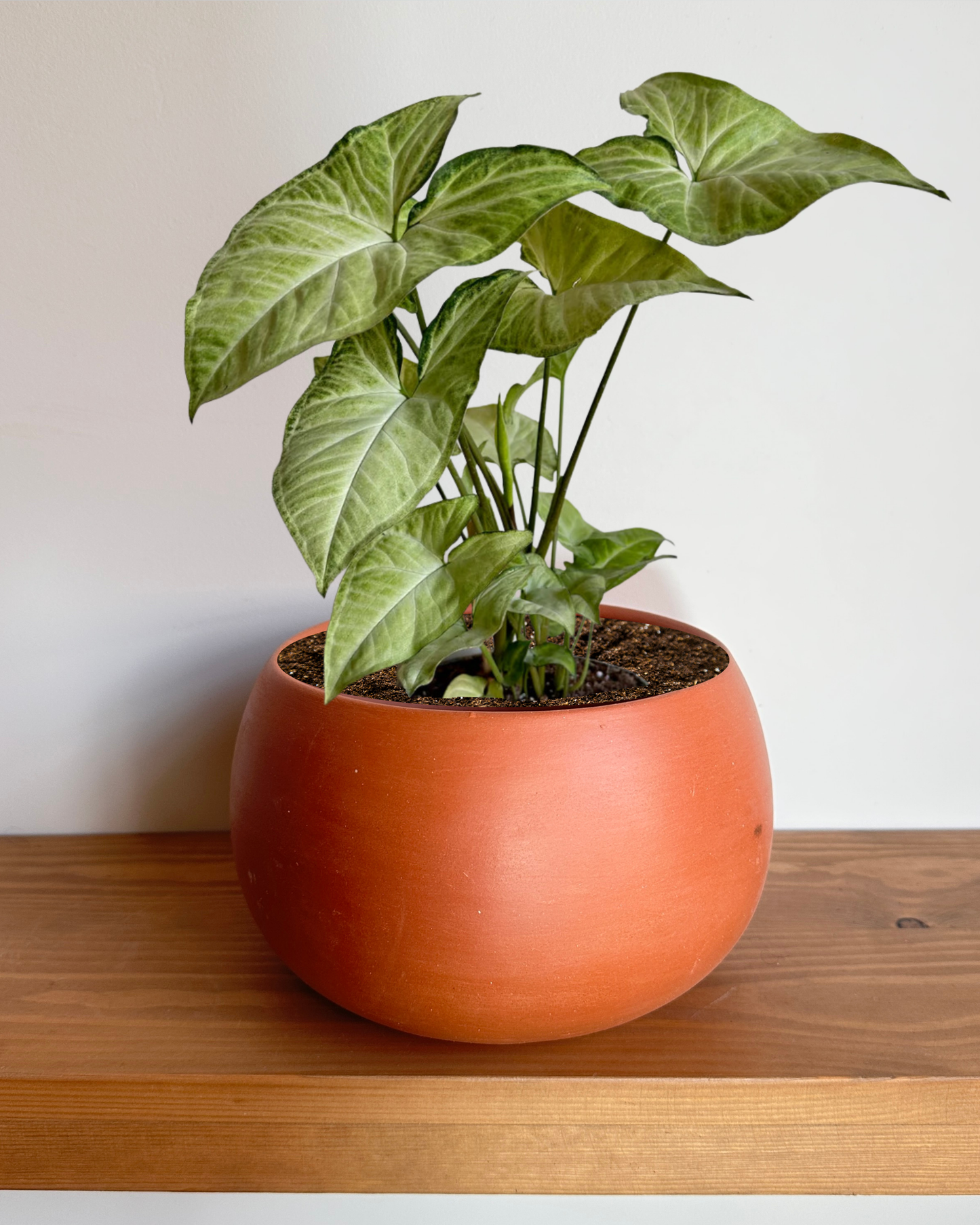 Arrowhead (Syngonium) in Oval-Shaped Modern Terracotta Pot – Perfect for Indoors
