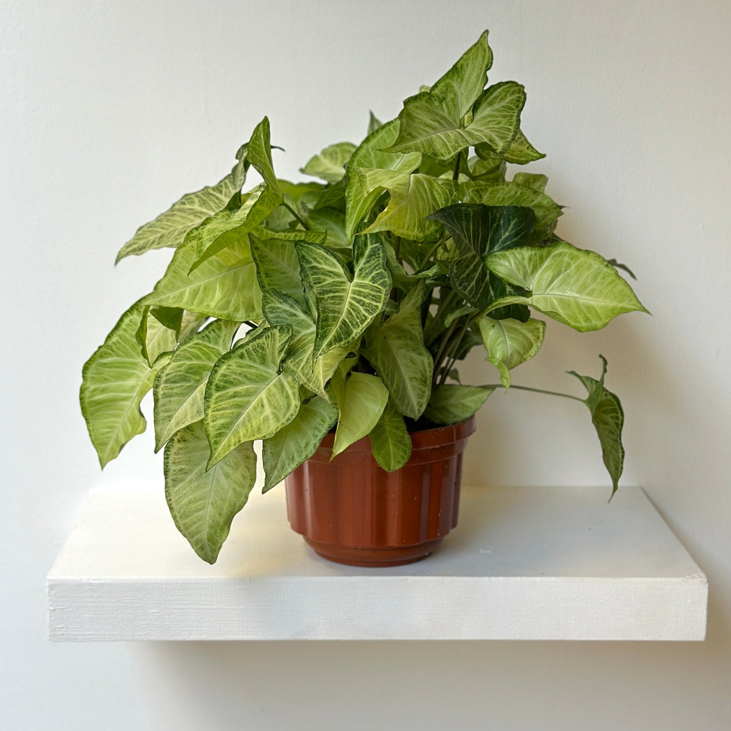 Arrowhead in brown plastic pot