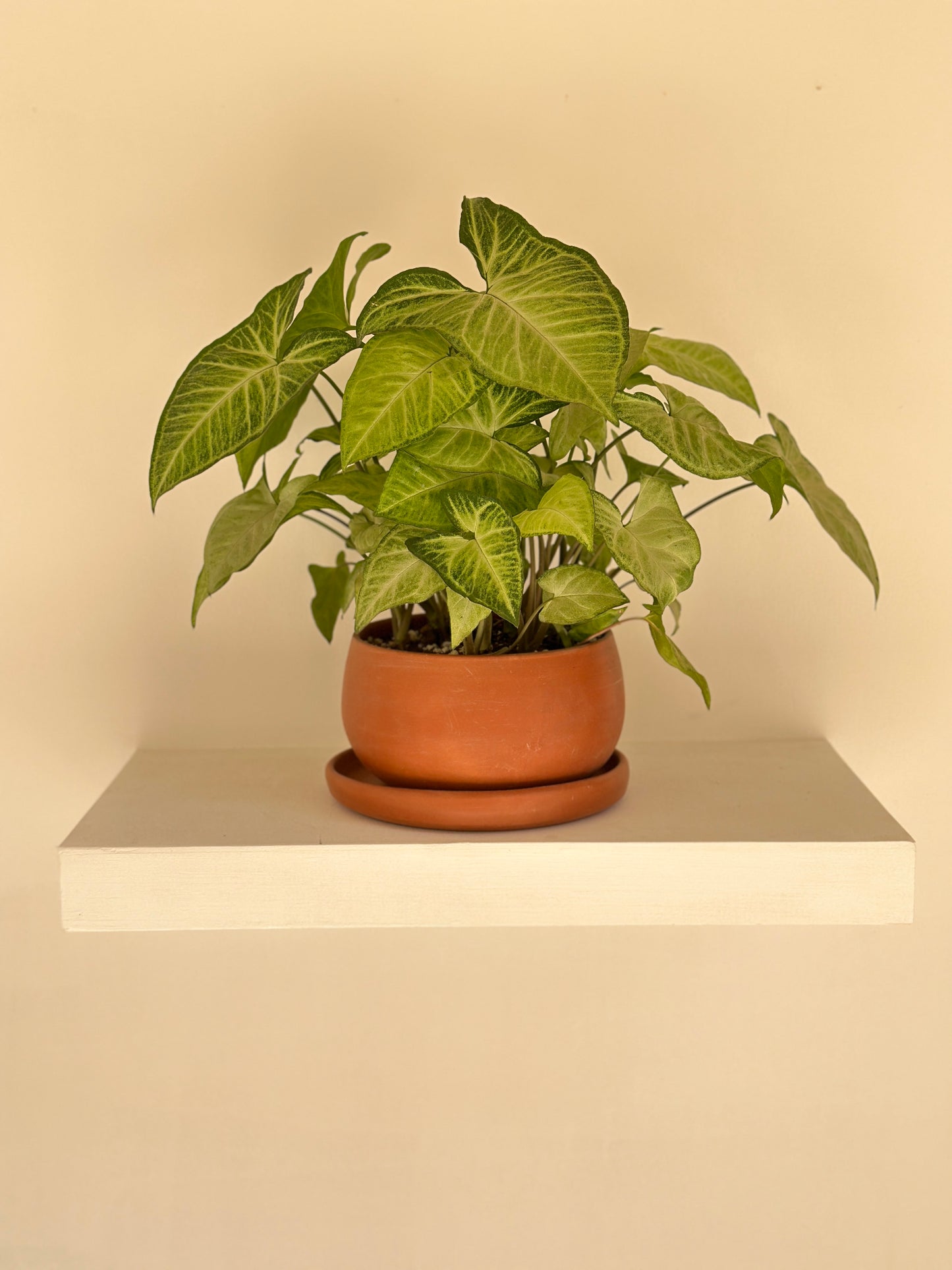 Arrowhead in "Shay" Clay Pot