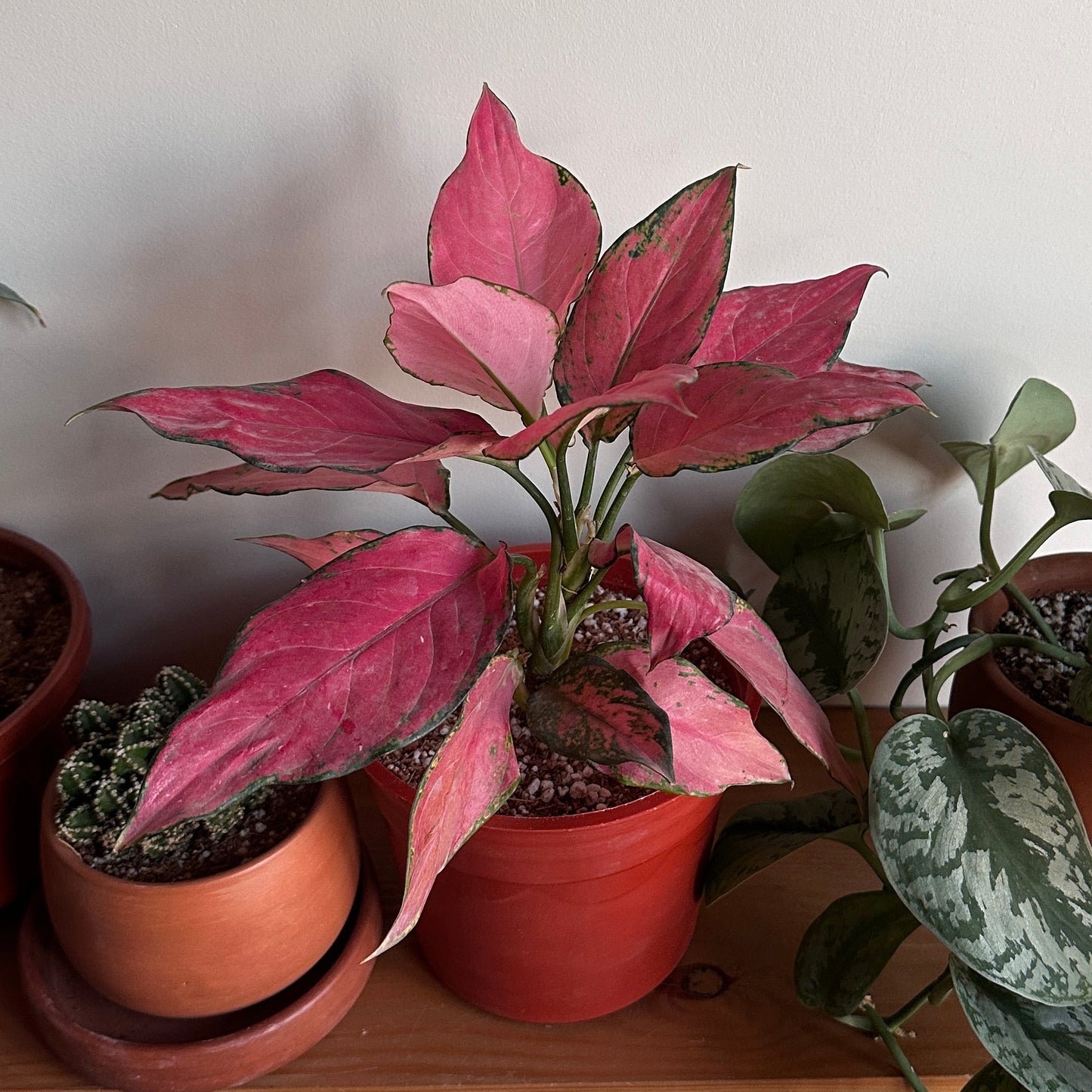 Aglaonema 'pink splash'