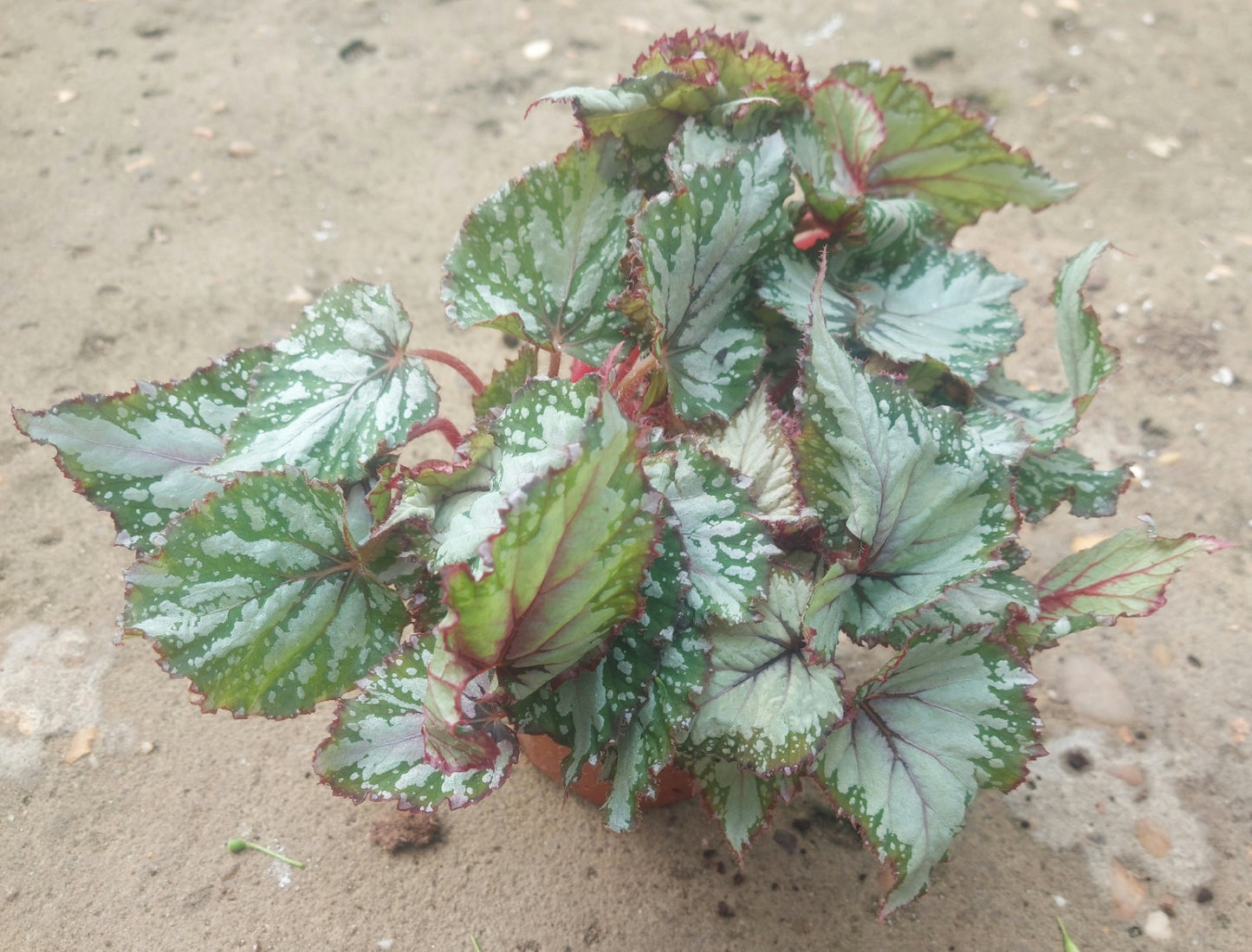 Painted-leaf Begonia - Pink and Silver