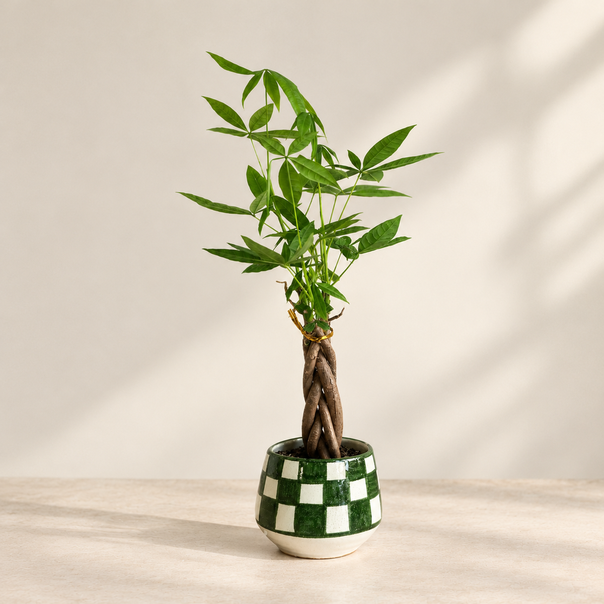 Money Tree - small