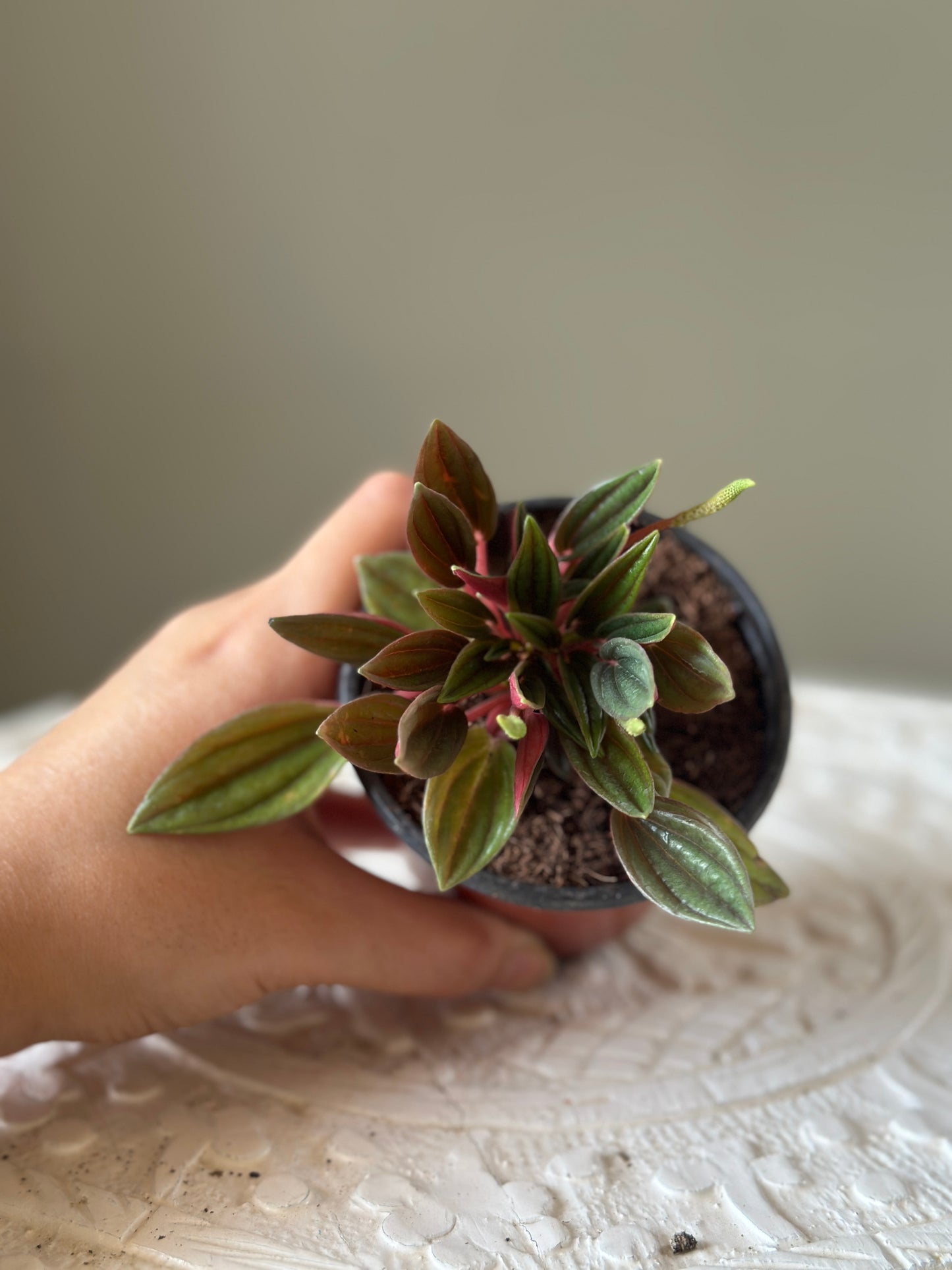Ruby Peperomia