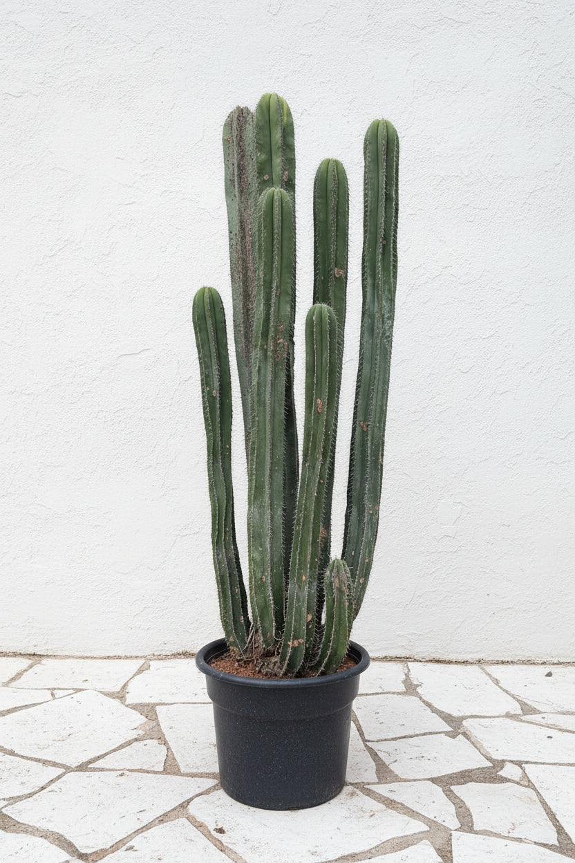 Potted cacti in a greenhouse setting