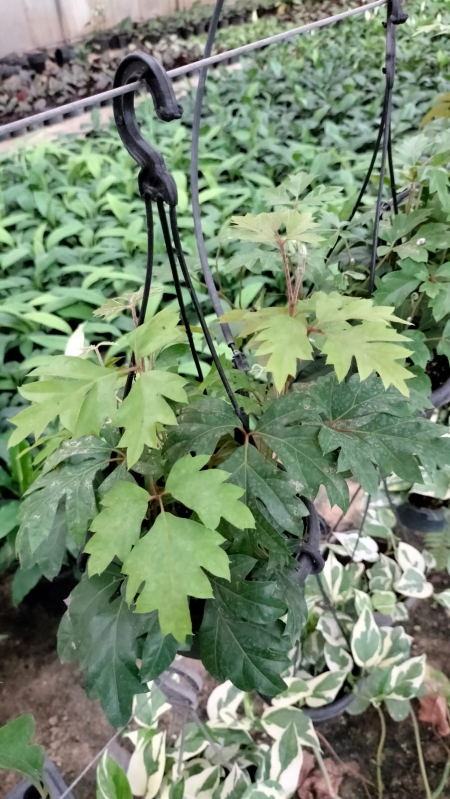 Cow Itch Vine greem leaves with a blurred background