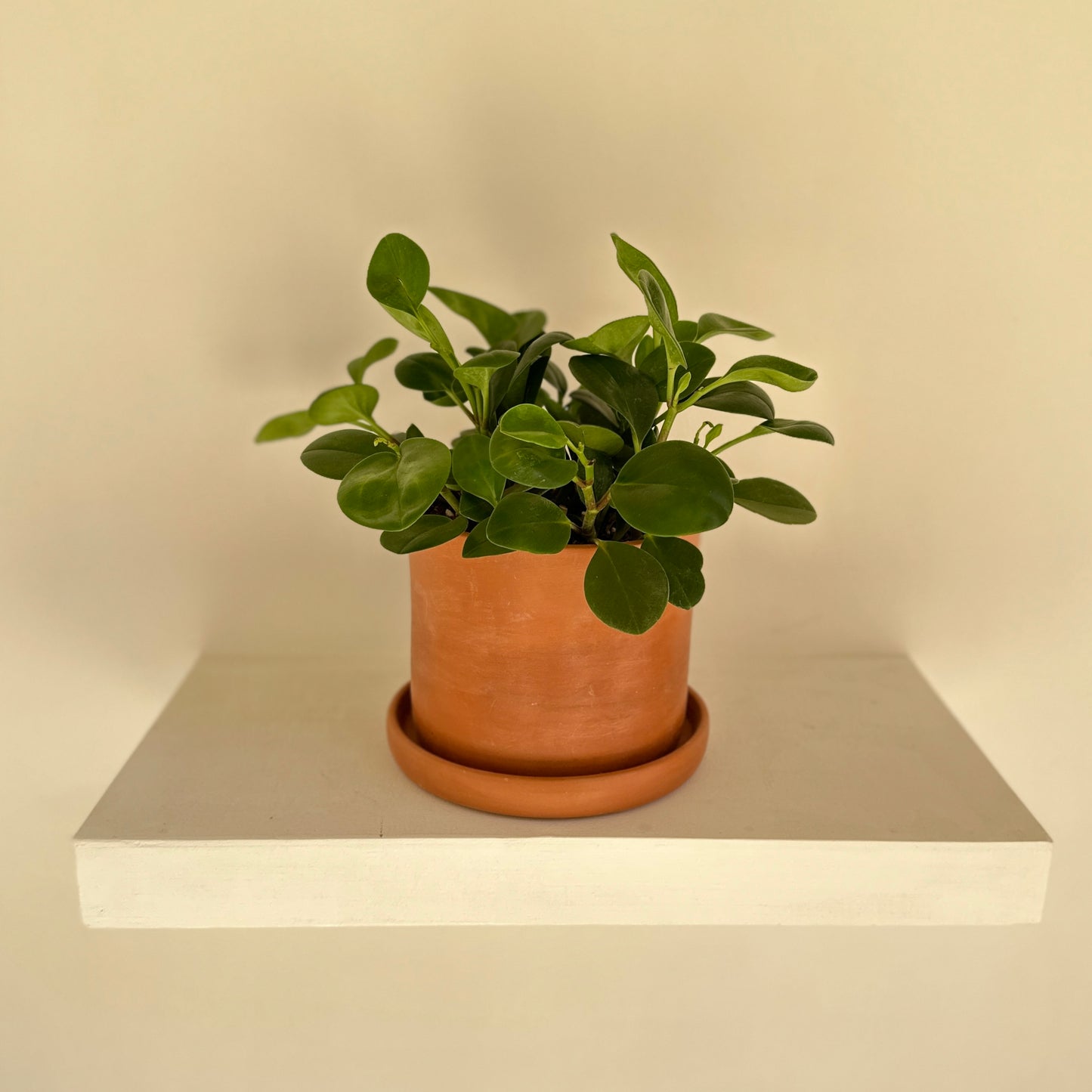 Peperomia in “bastet” Terracotta pot
