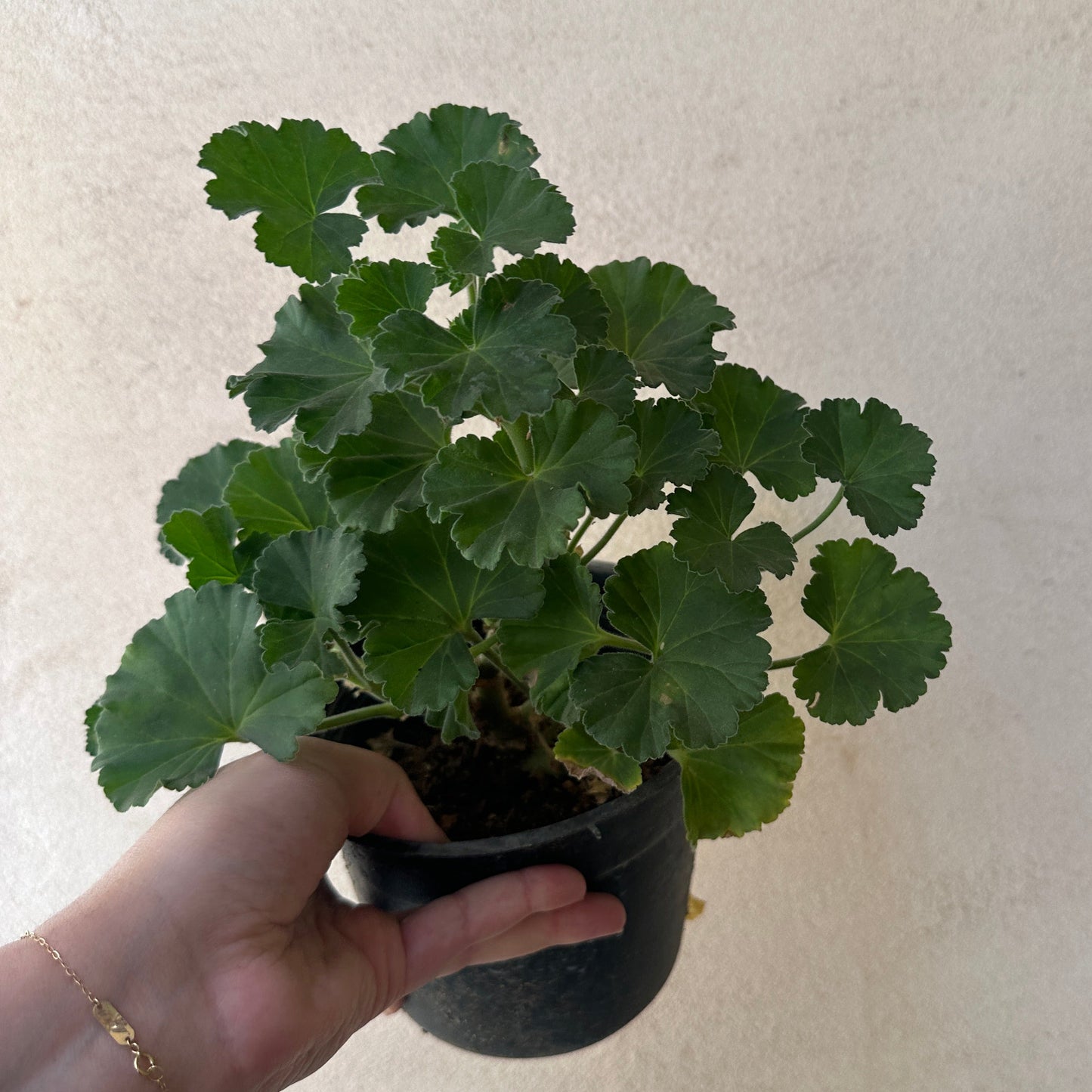 Geraniums - Clearance
