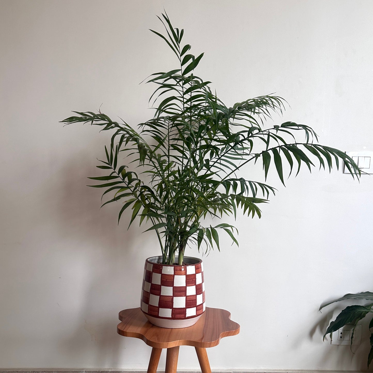 Potted bamboo palm plant in a checkered ceramic pot on a small wooden table against a plain wall | kaynuna