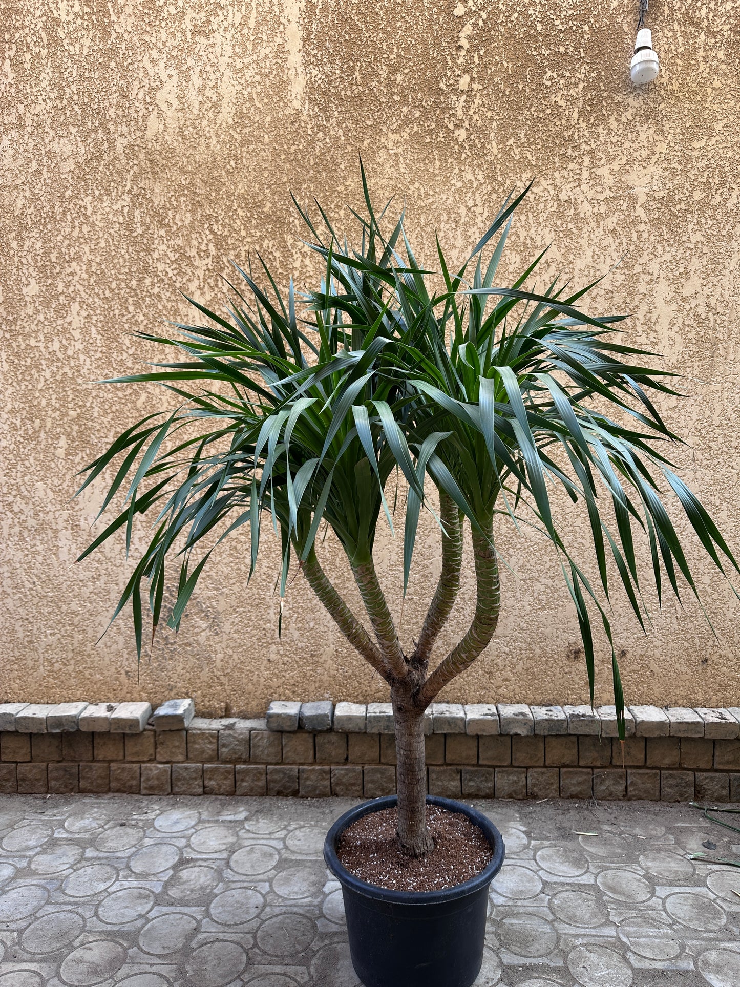 Draco Dragon Tree