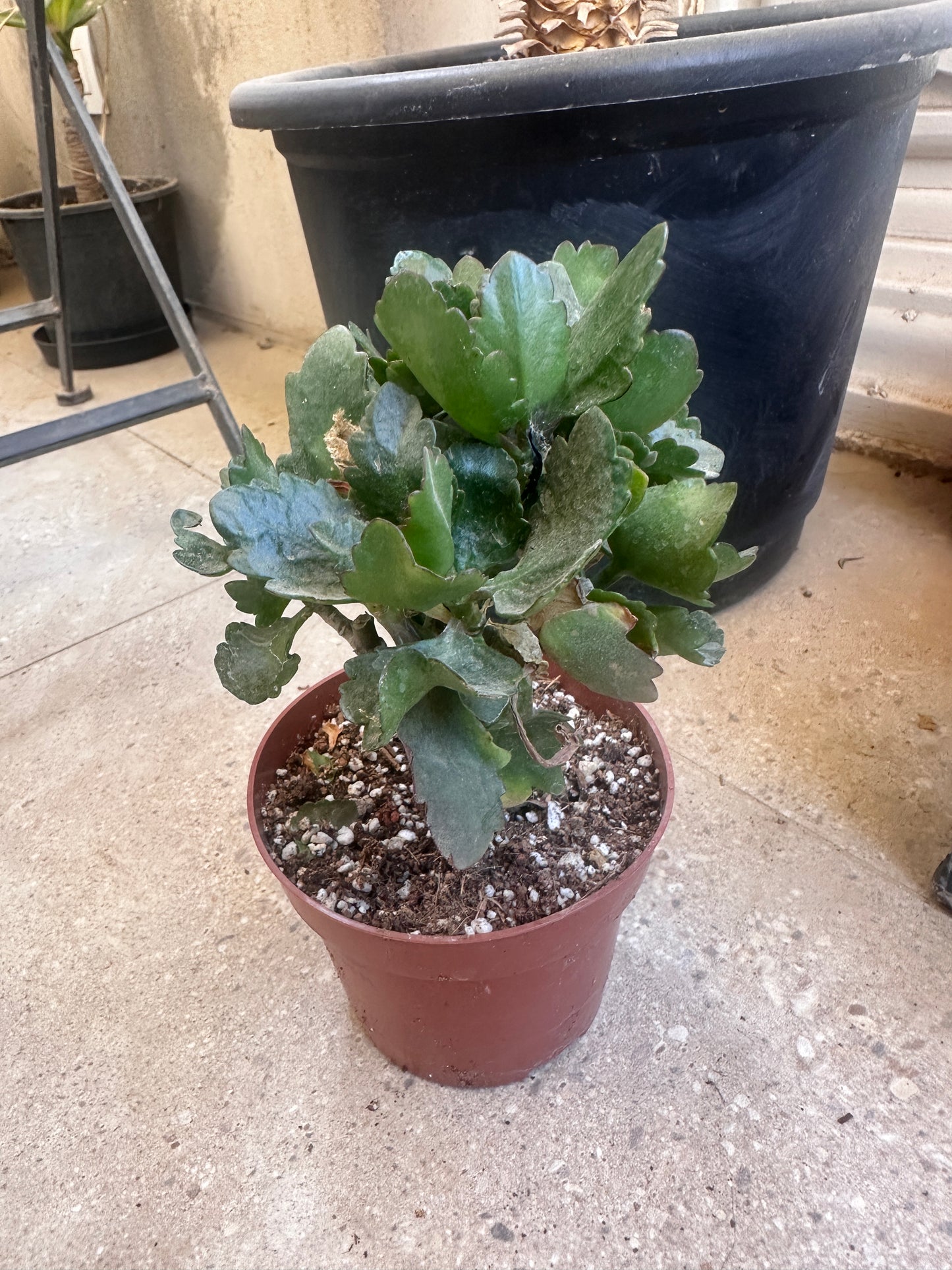 Florist Kalanchoe - Clearance