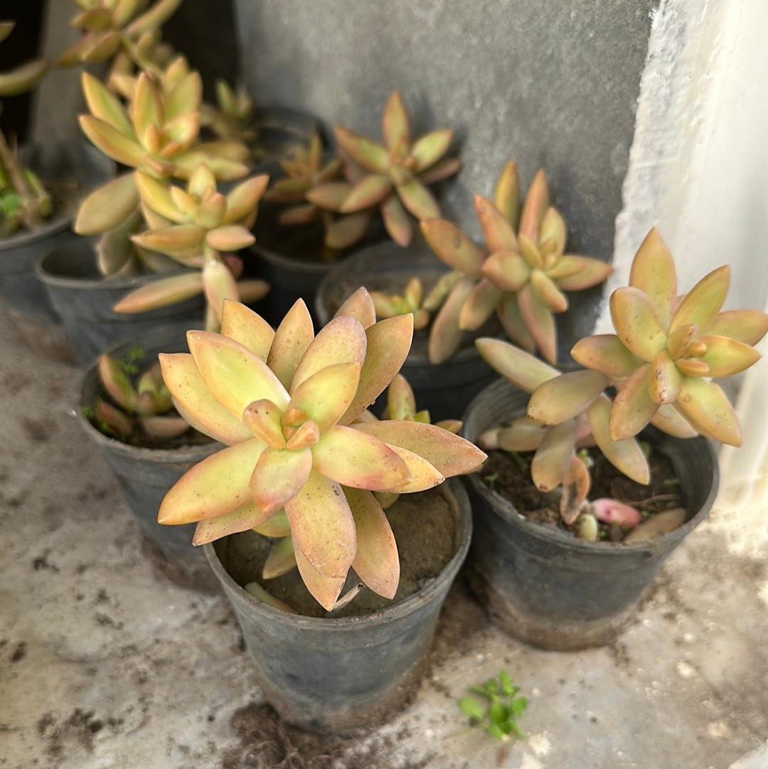 Coppertone Sedum