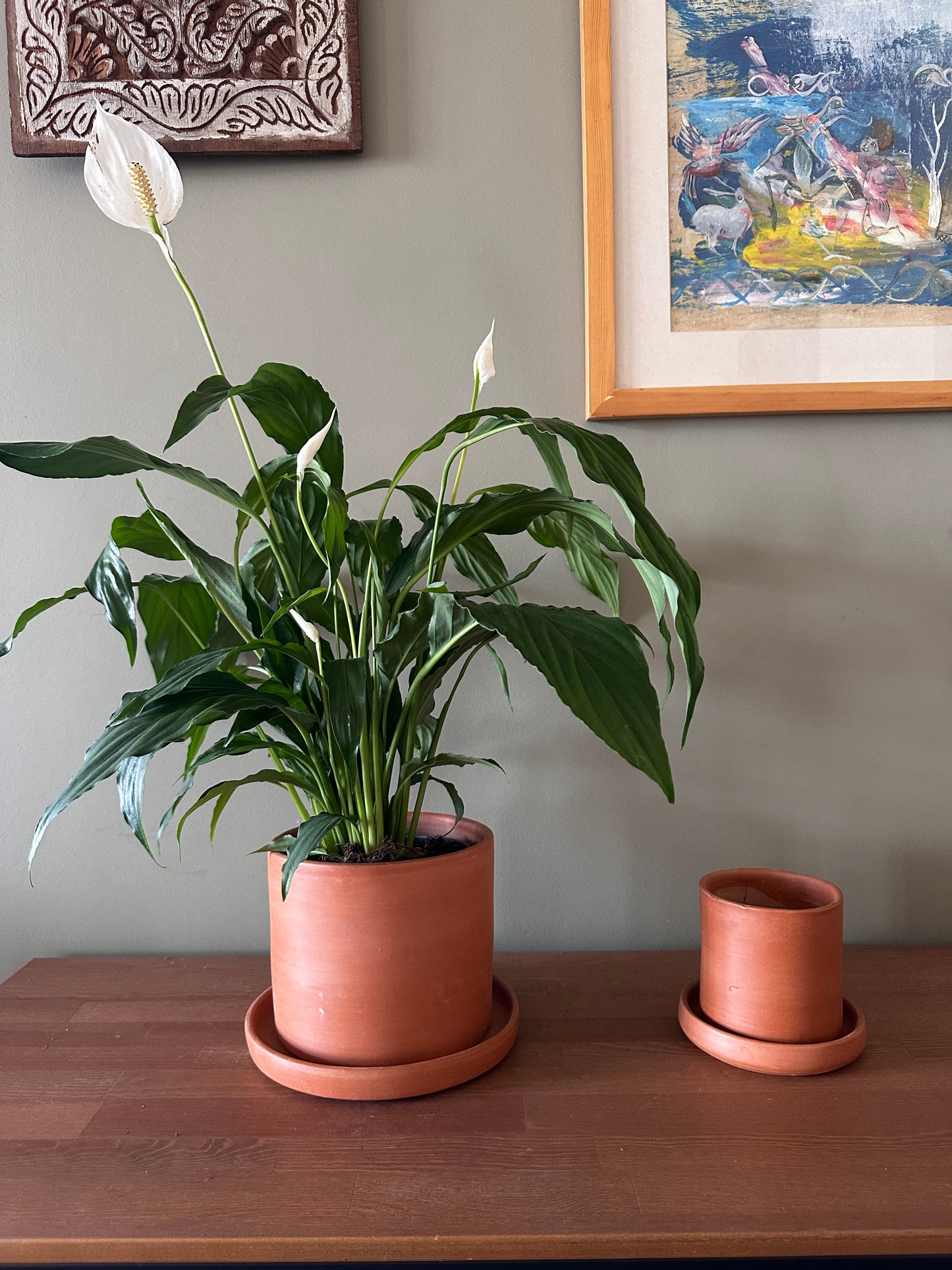 Flowering Peace Lilly