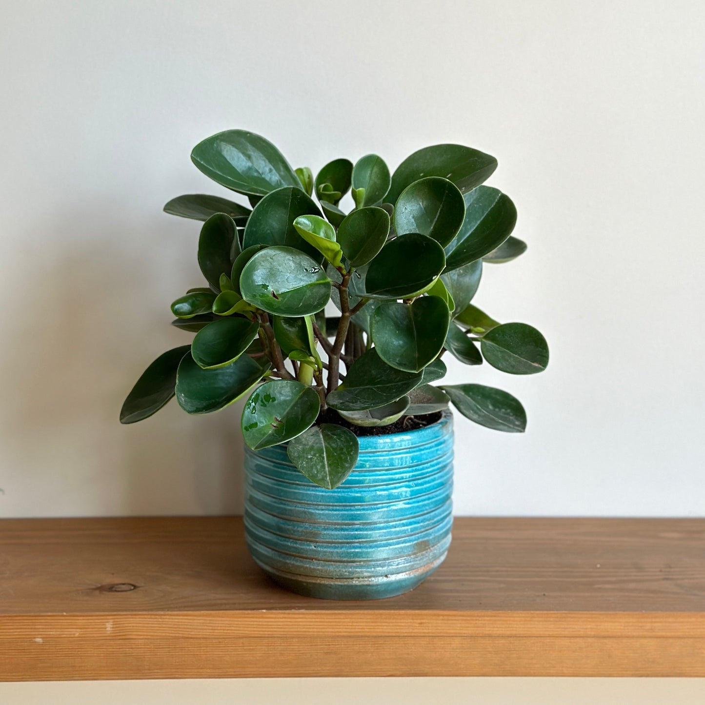 Horizon Ceramic Planters - 14cm