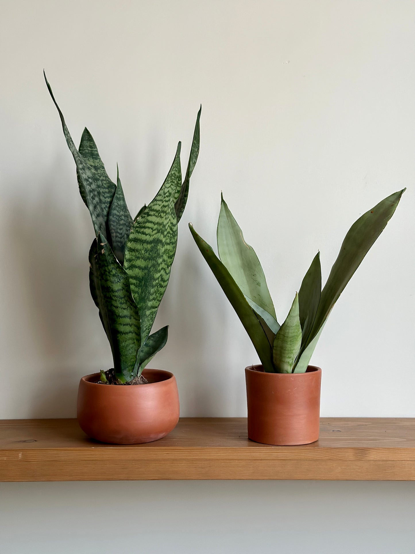 Low Light Shelf Duo in Clay Pots