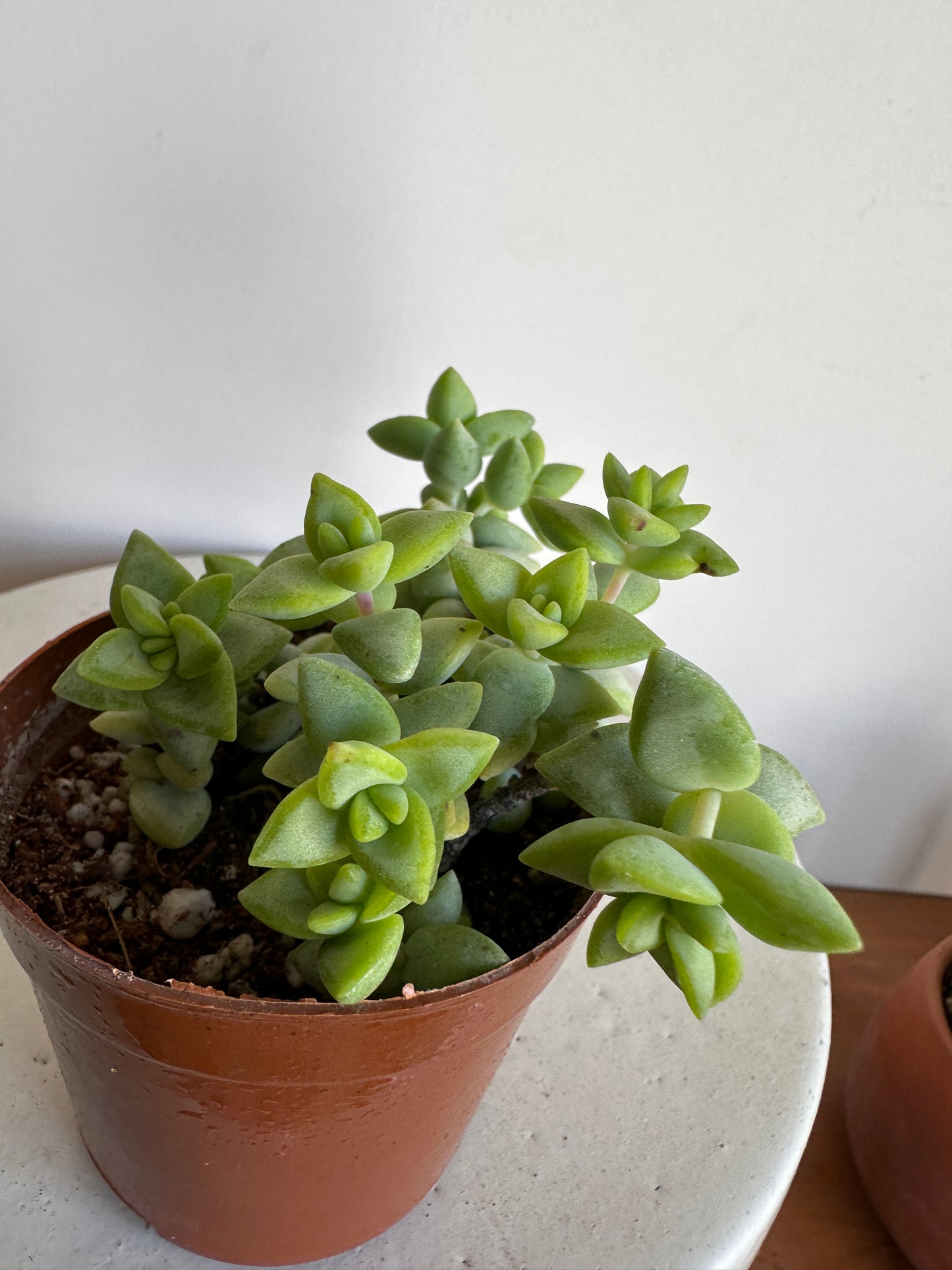 String of Buttons