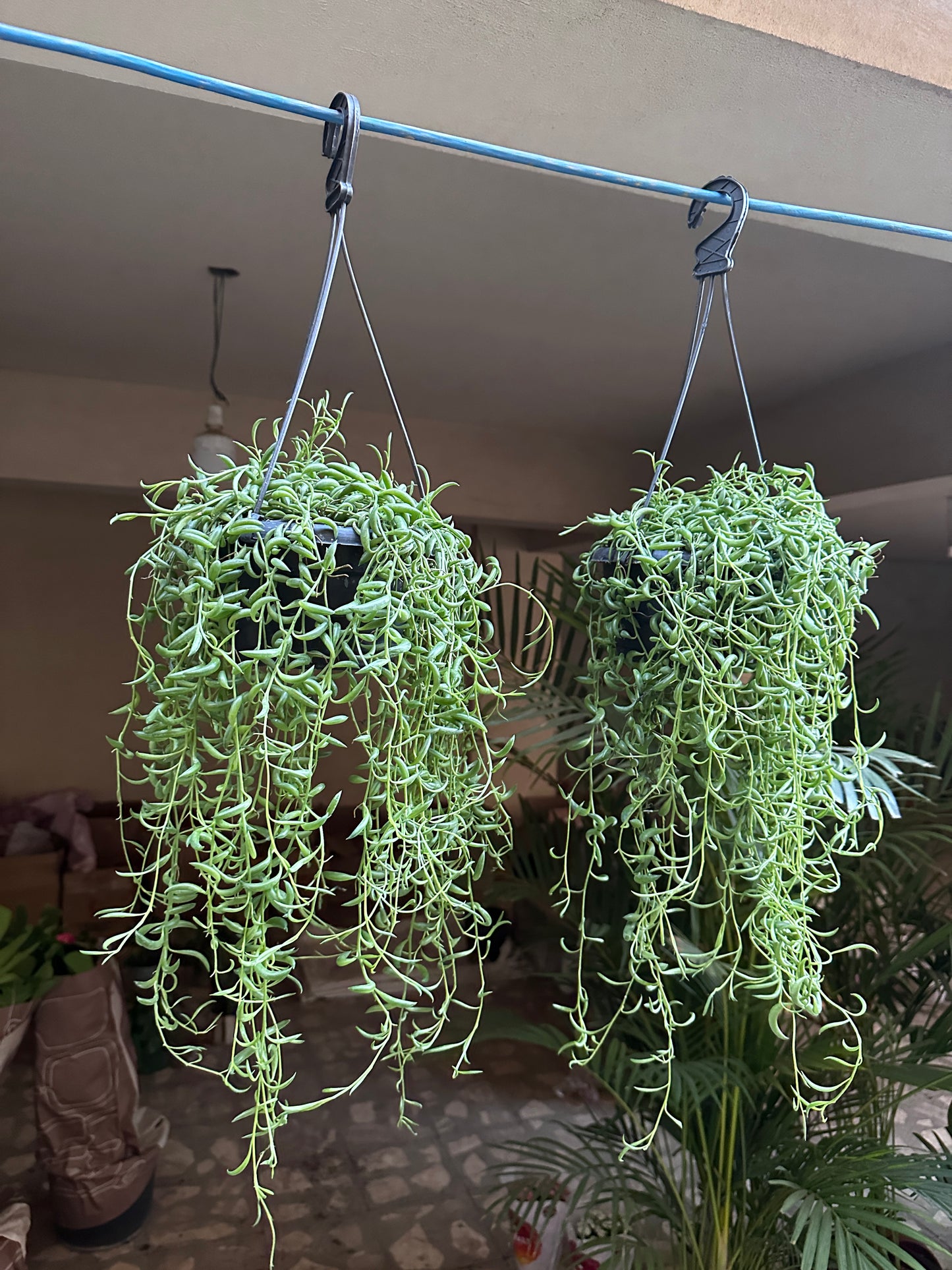 String of Bananas