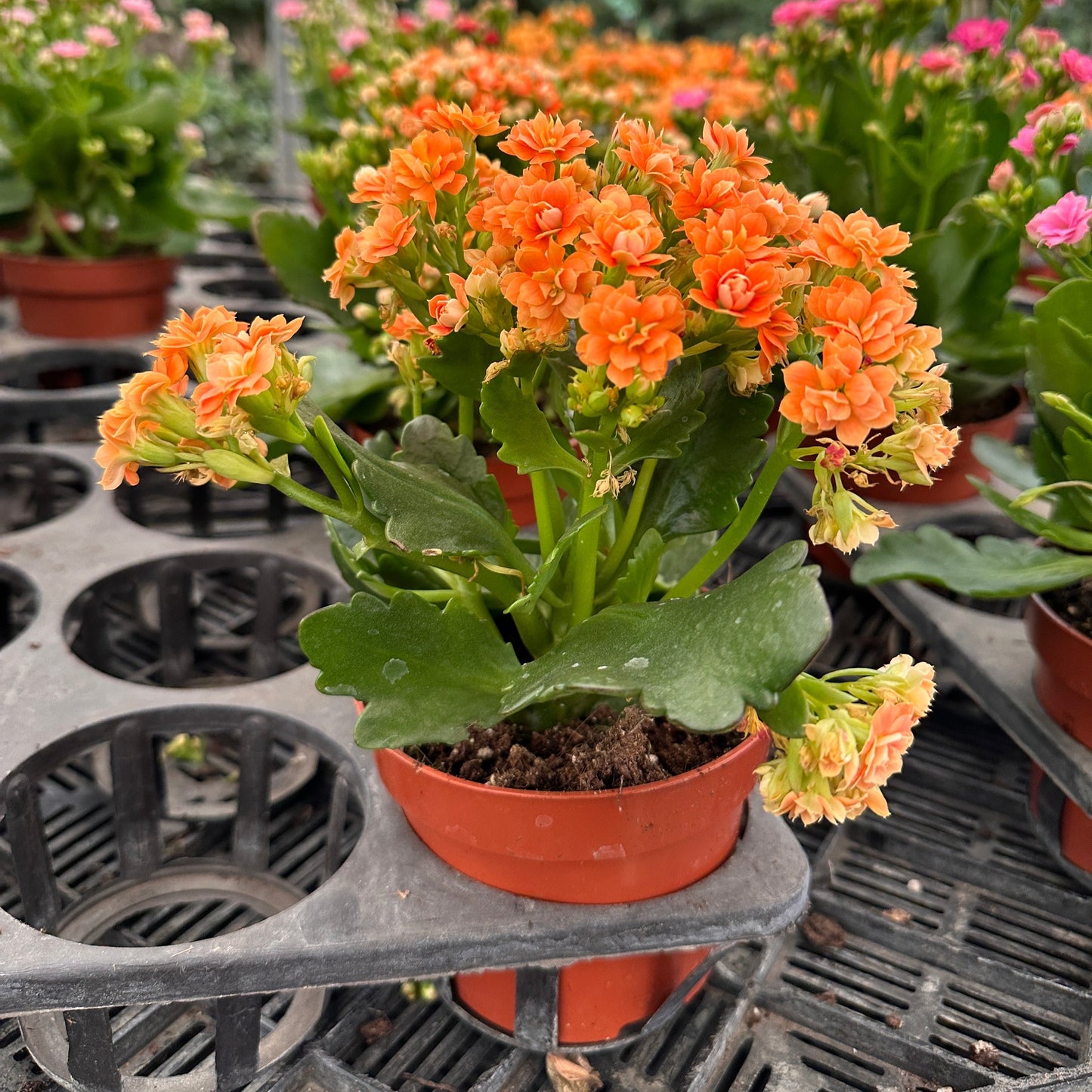 Florist Kalanchoe