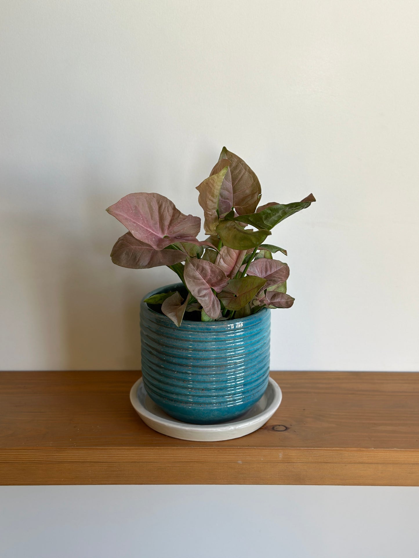 Pink Arrowhead - Syngonium