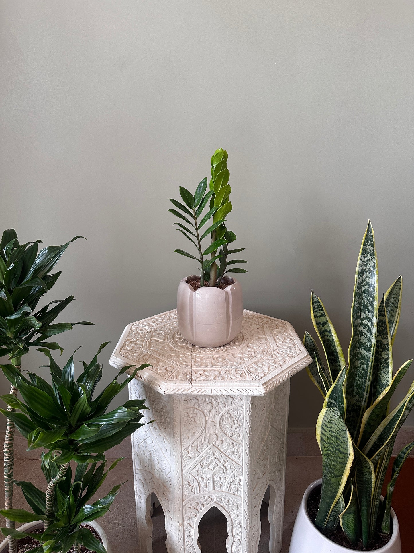 ZZ Plant
