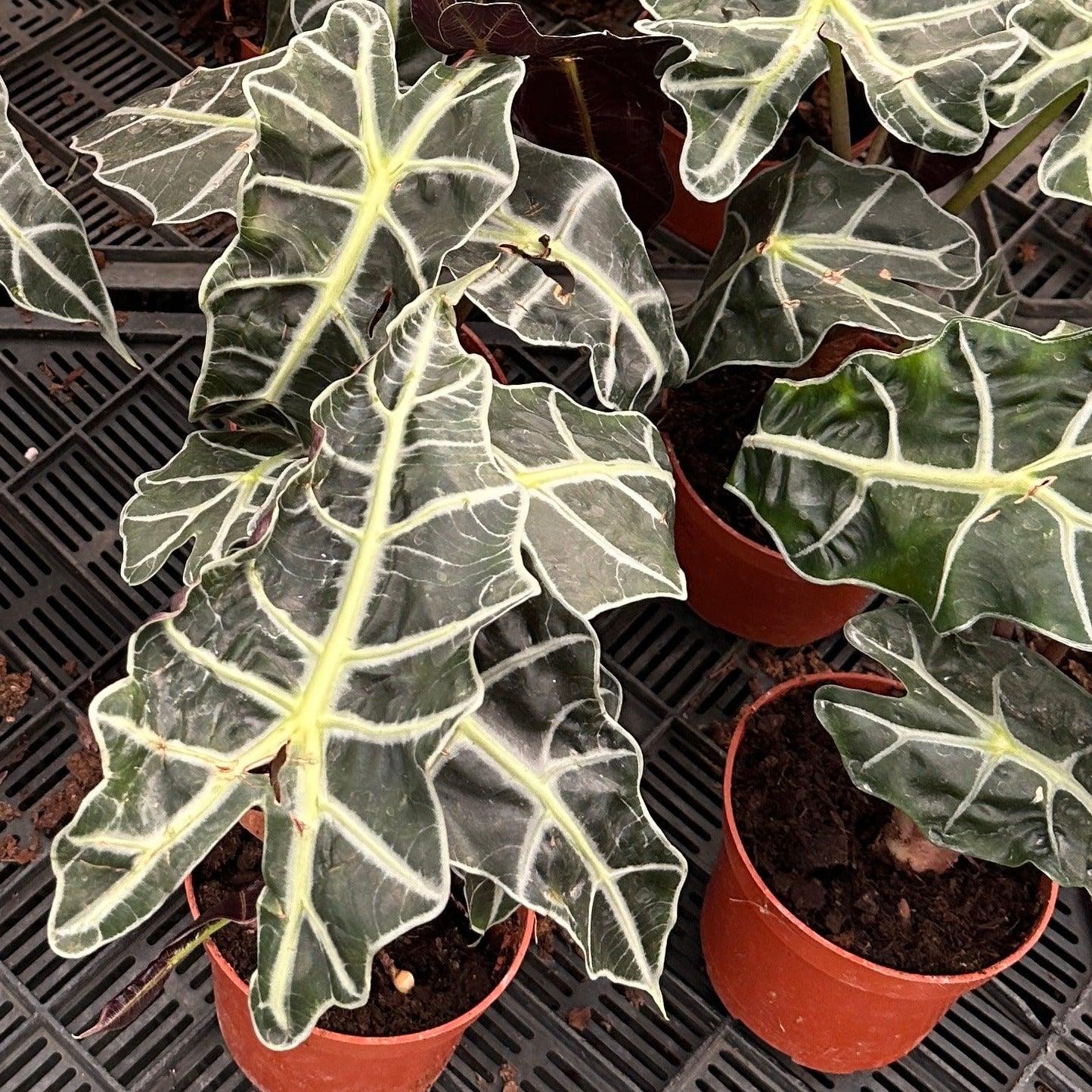 Alocasia 'Amazonica'