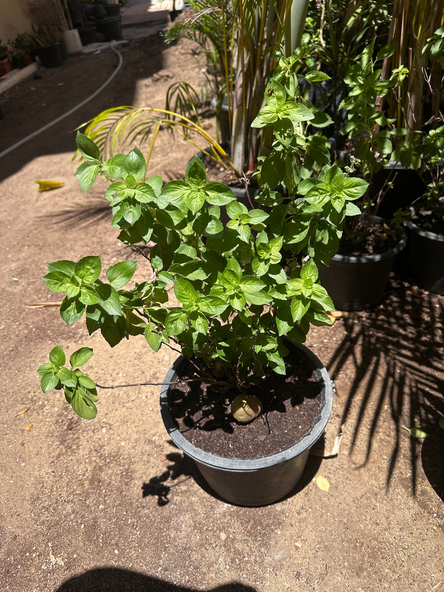 Egyptian Basil Herb