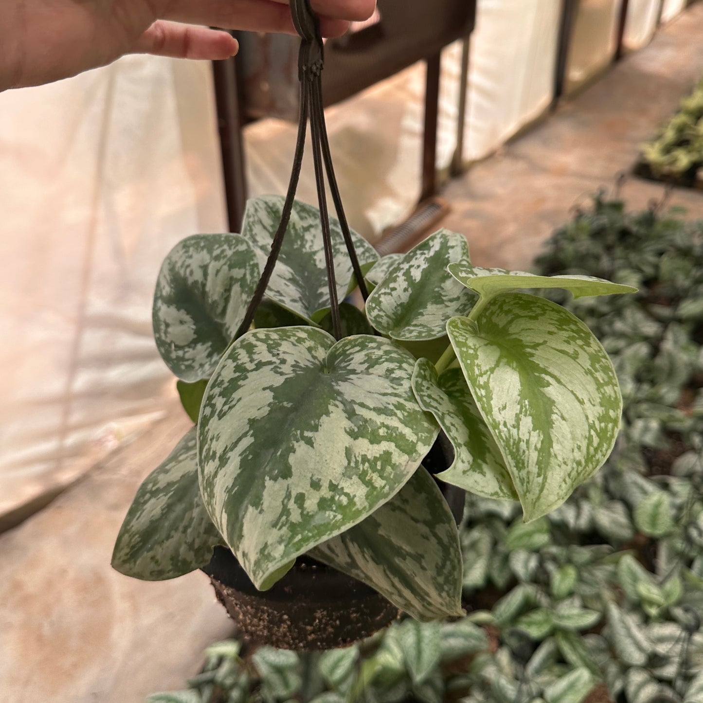 Silver Pothos