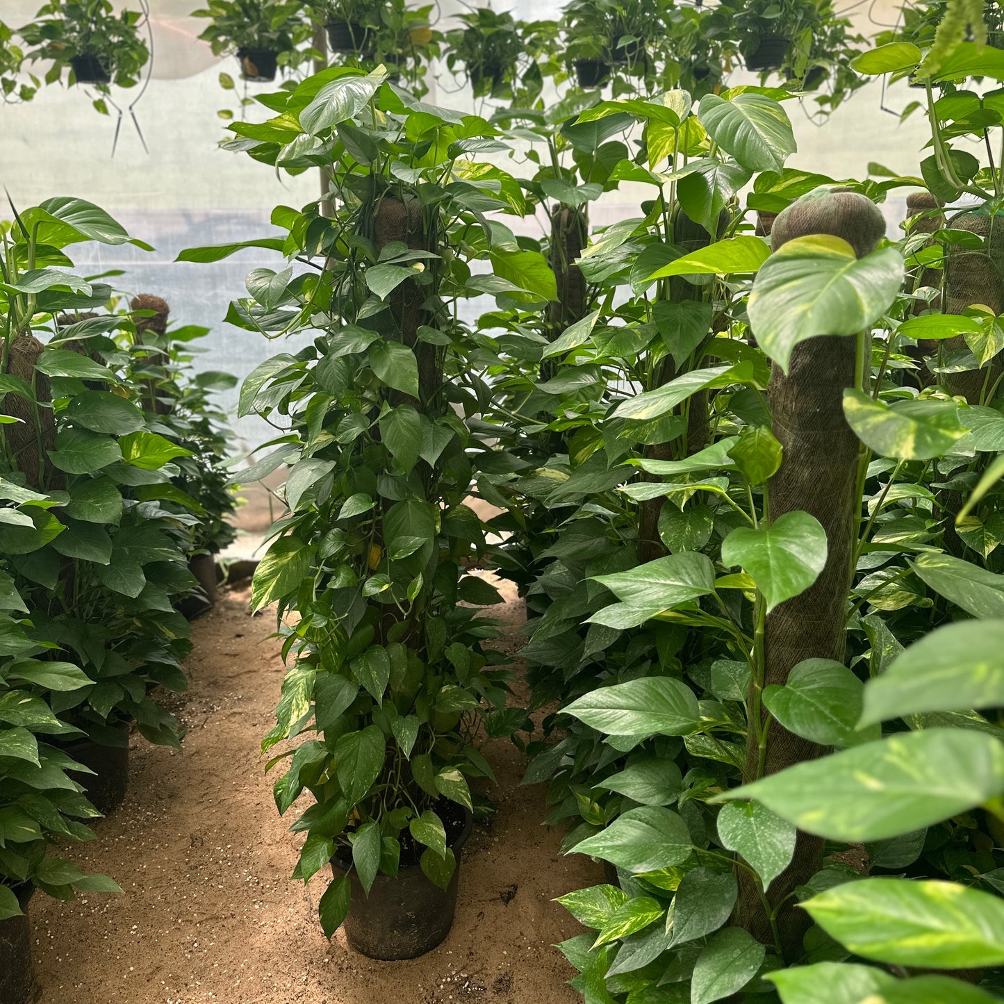 Golden Pothos - stick