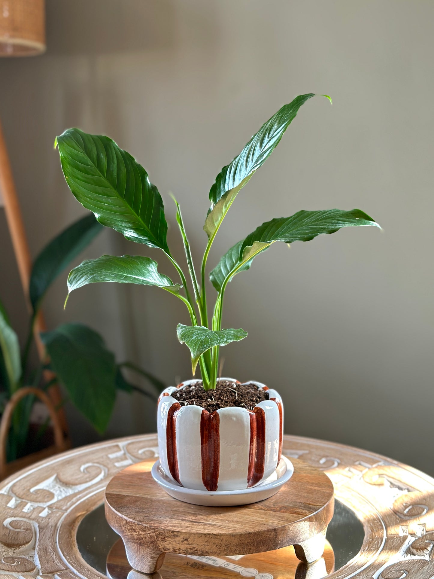 Peace Lilly in Honeycomb Stripes Ceramic Pot