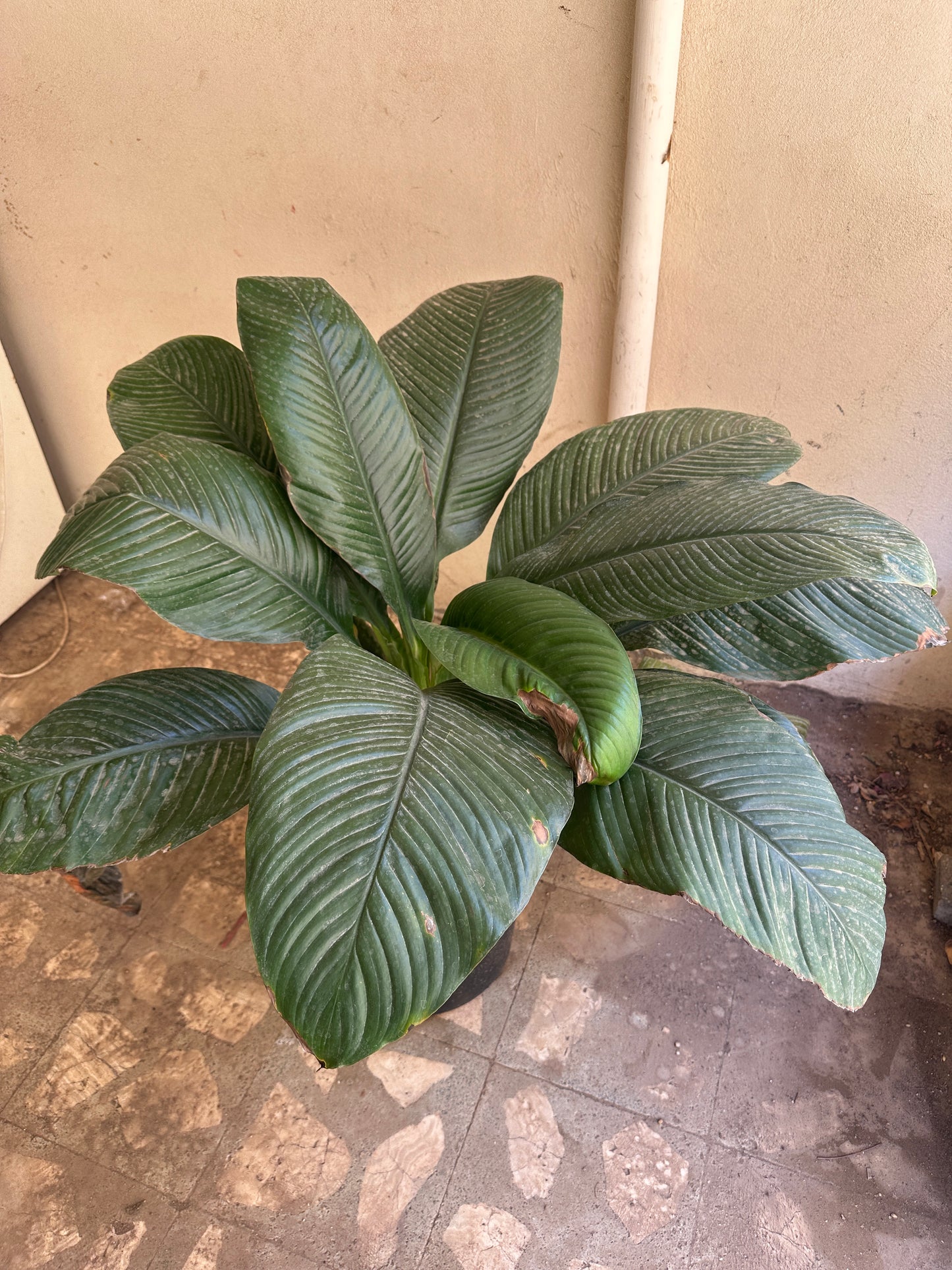 Queen Lily – XXL - Clearance