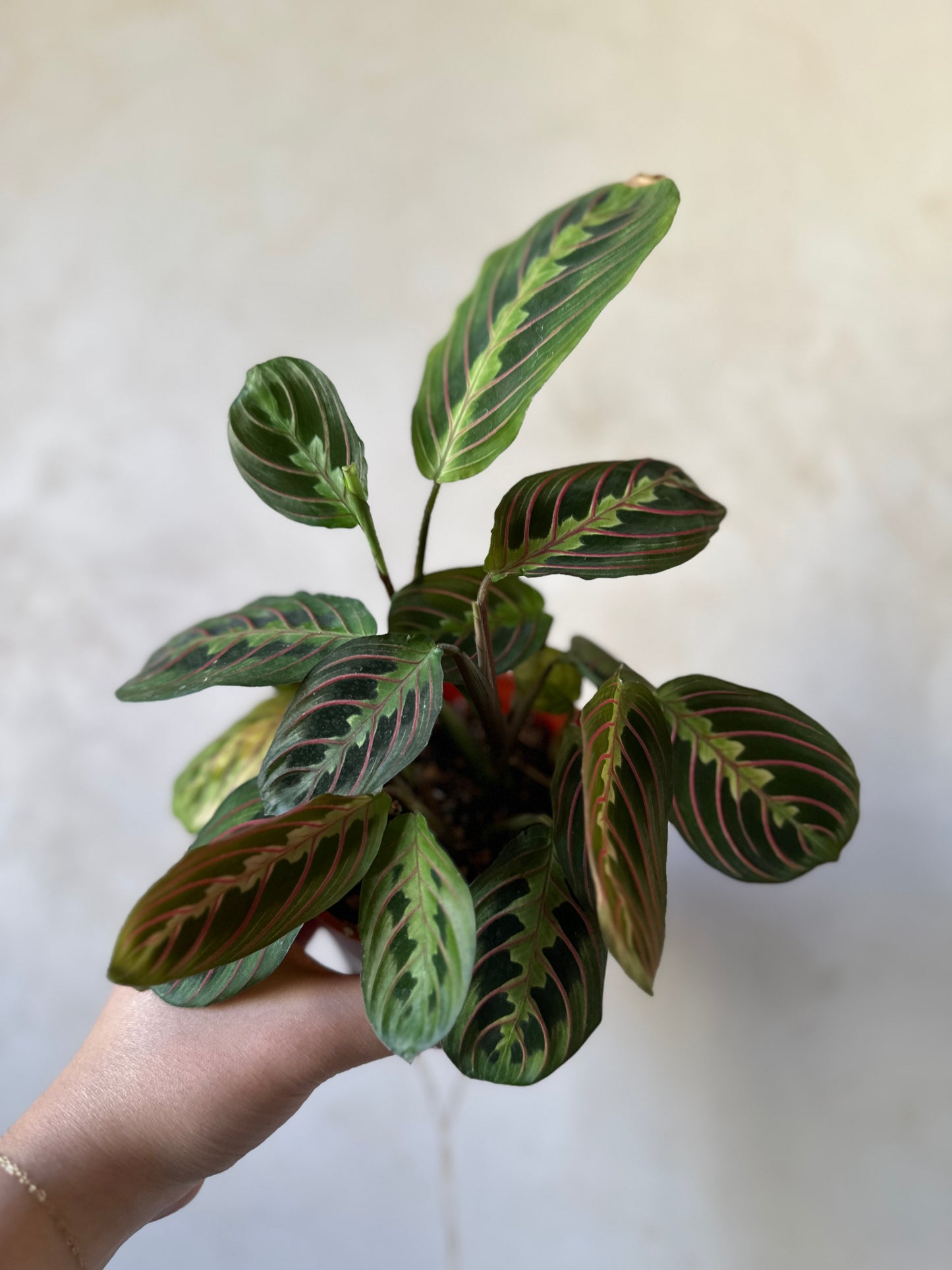 Maranta - Clearance
