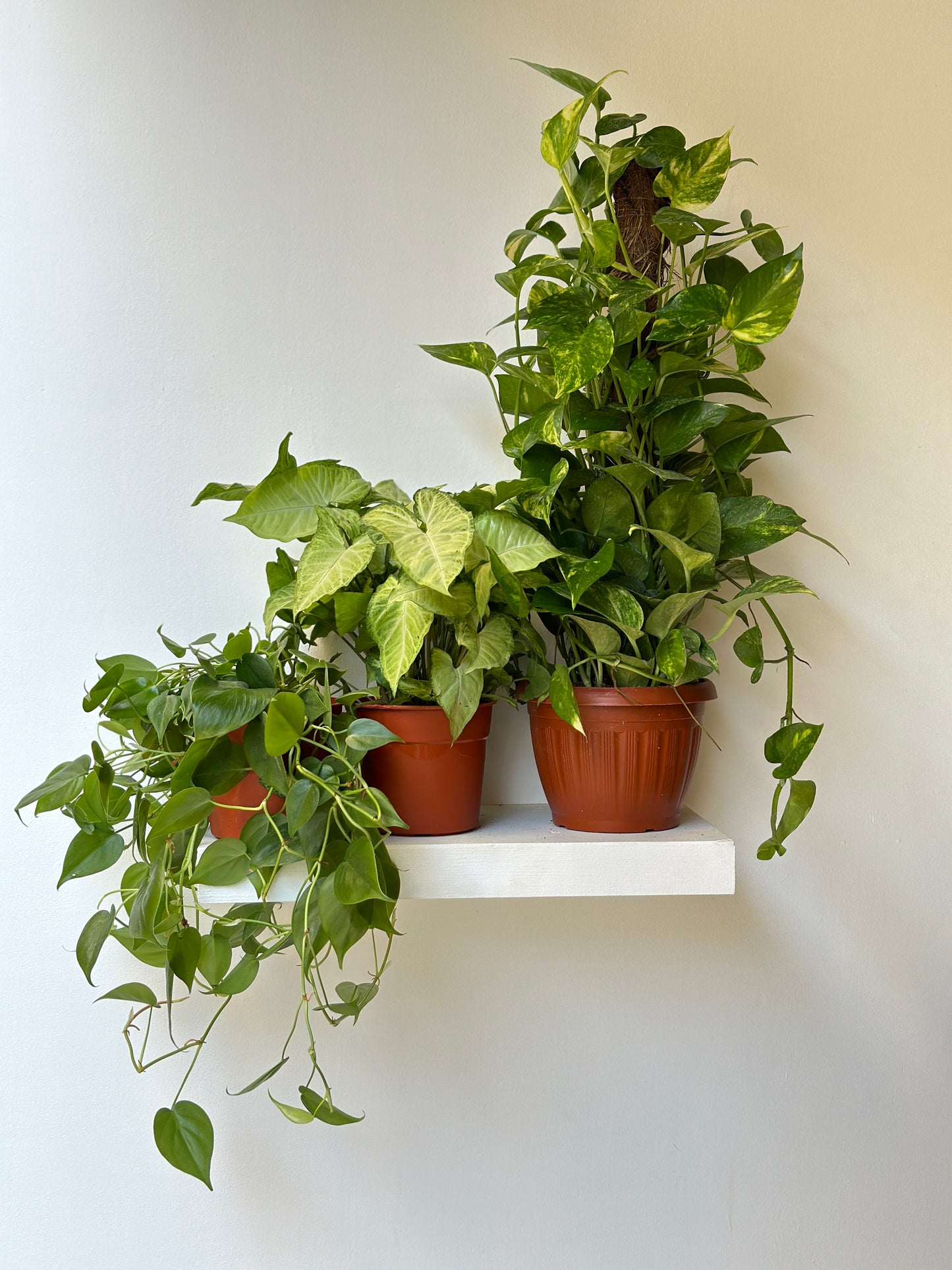 The Easy Peasy Bundle