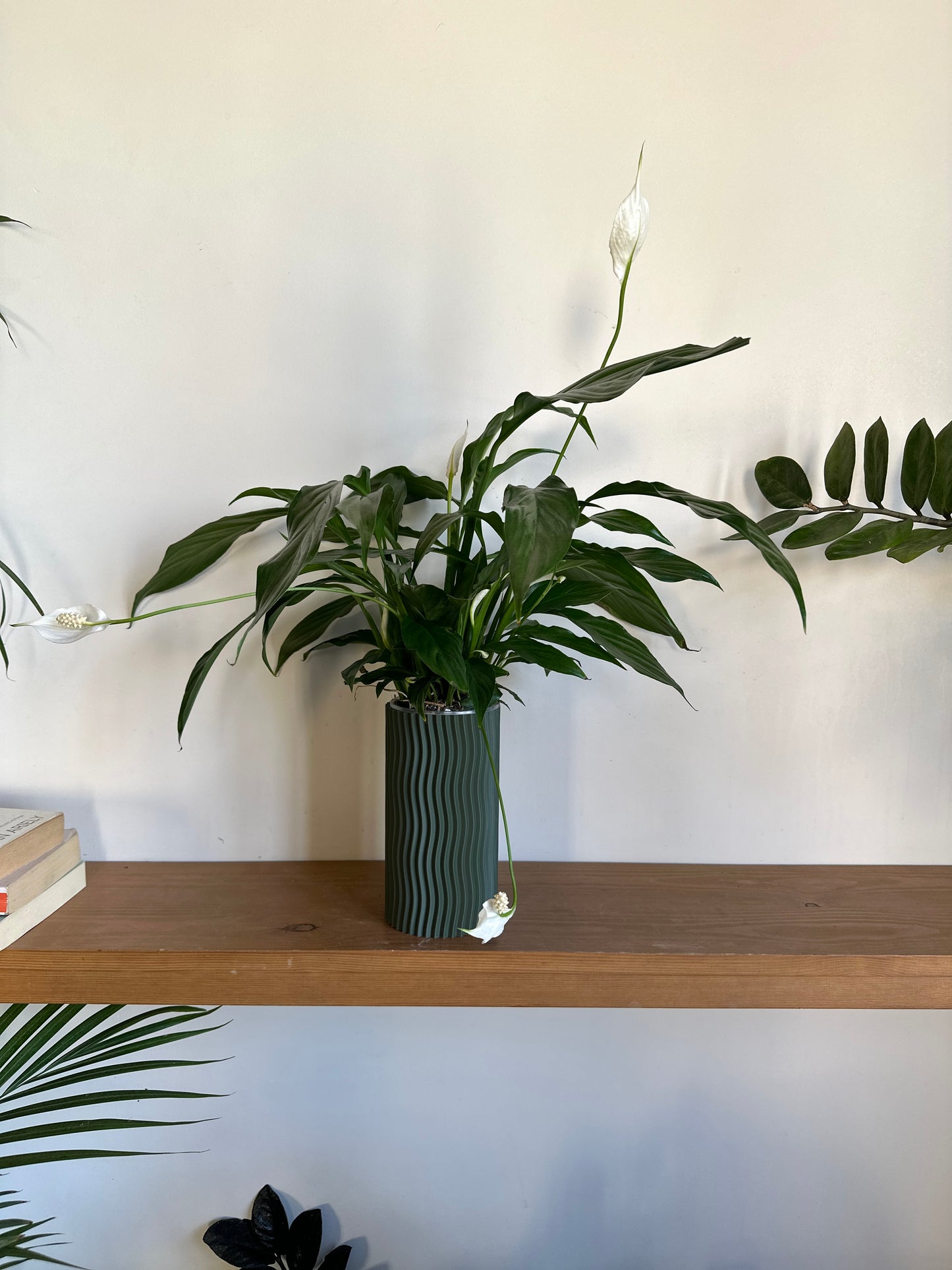 Flowering Peace Lilly