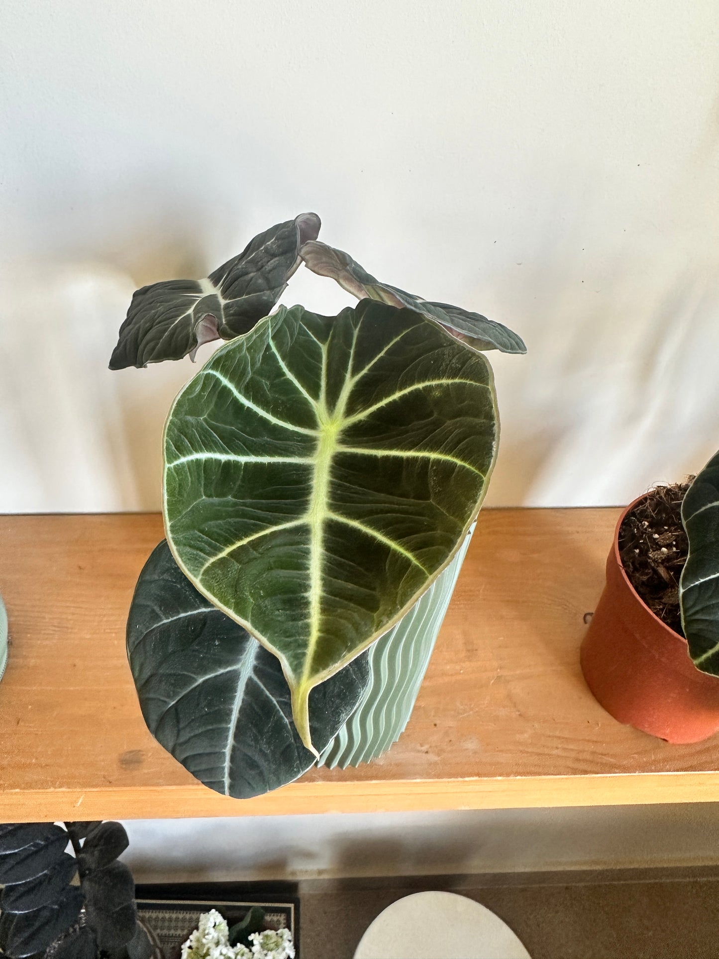 Alocasia 'Black Velvet'