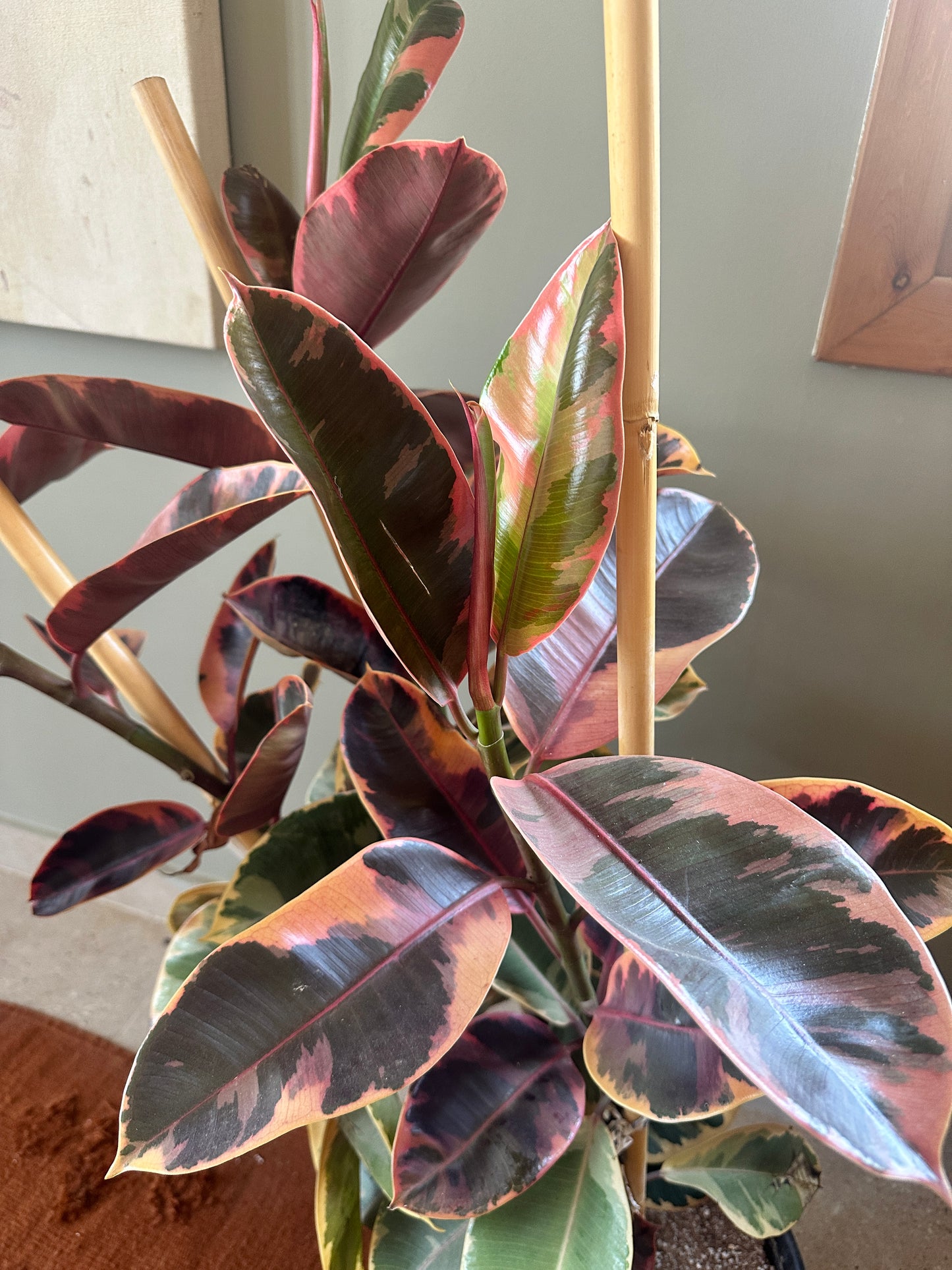 Ruby Rubber Tree XL