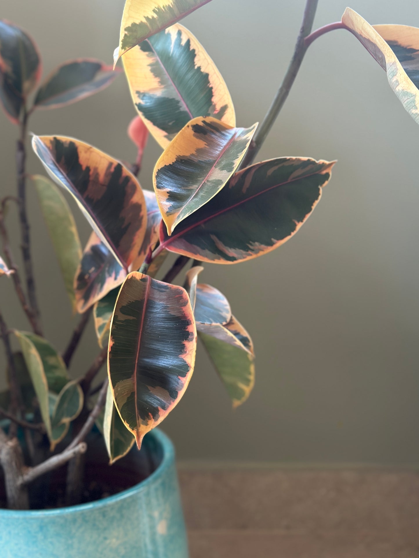 Ruby Rubber Tree XXL