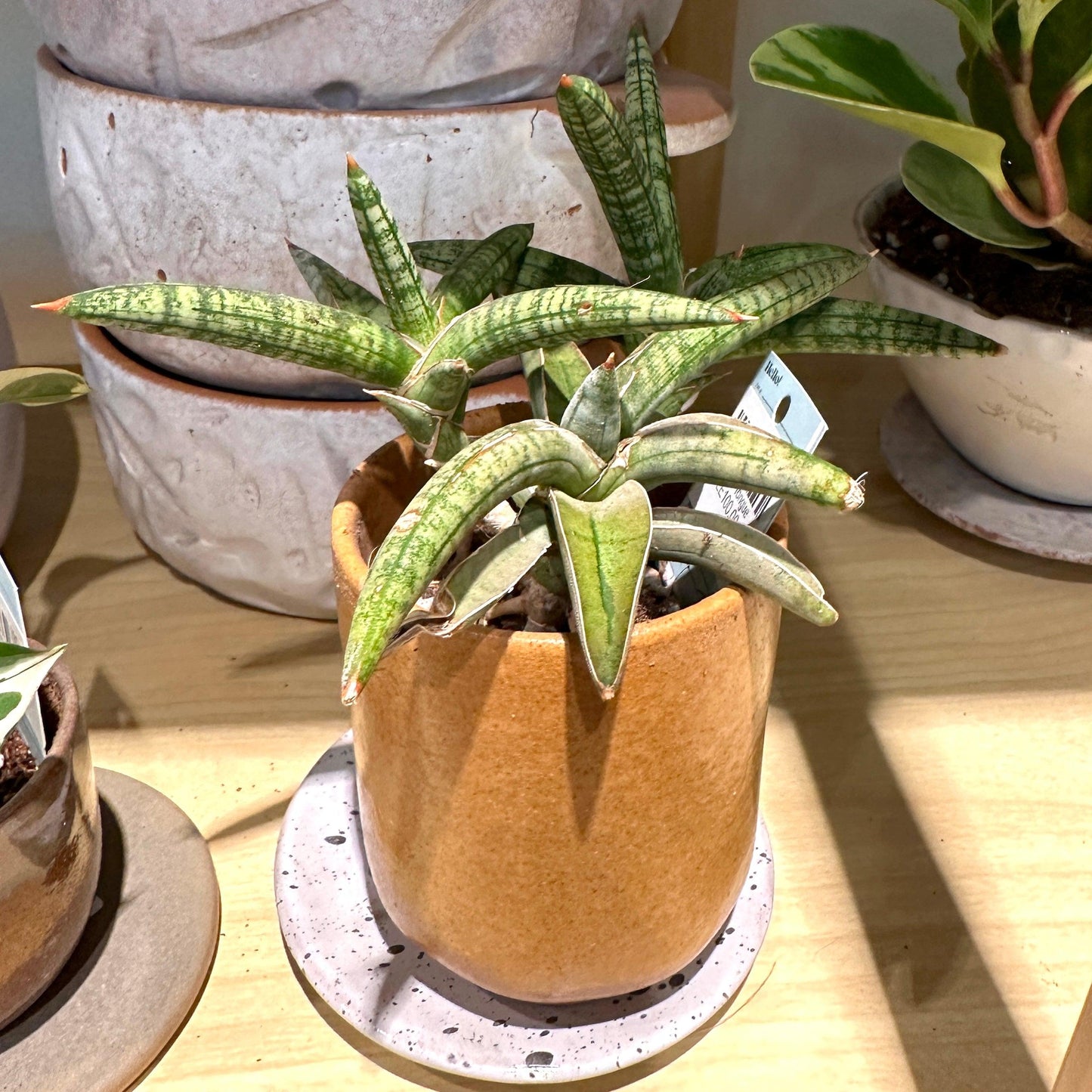 Starfish Snake Plant