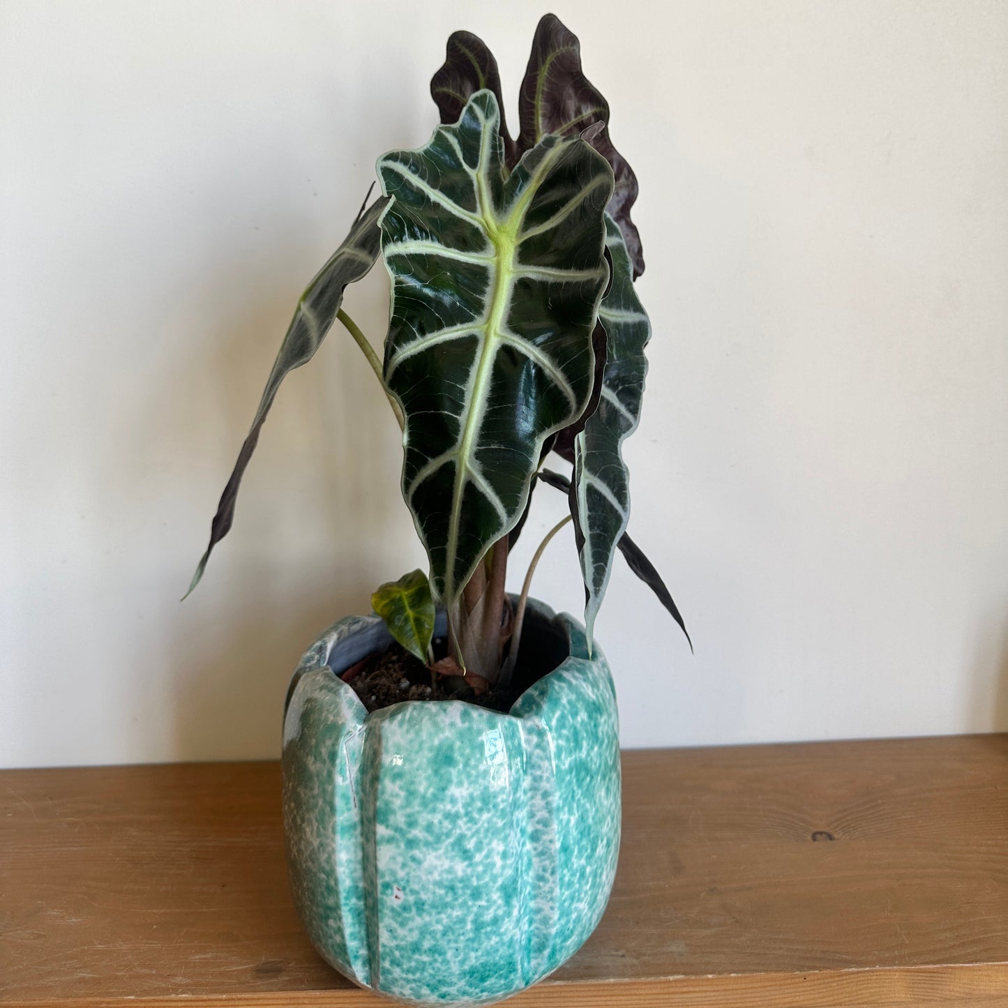 Alocasia in Scallop Ceramic Pot
