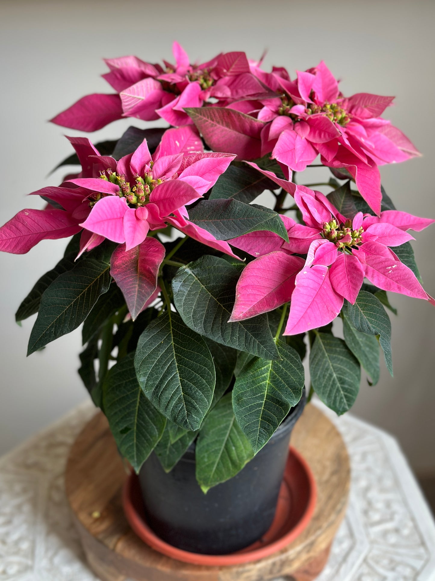 Pink Poinsettia