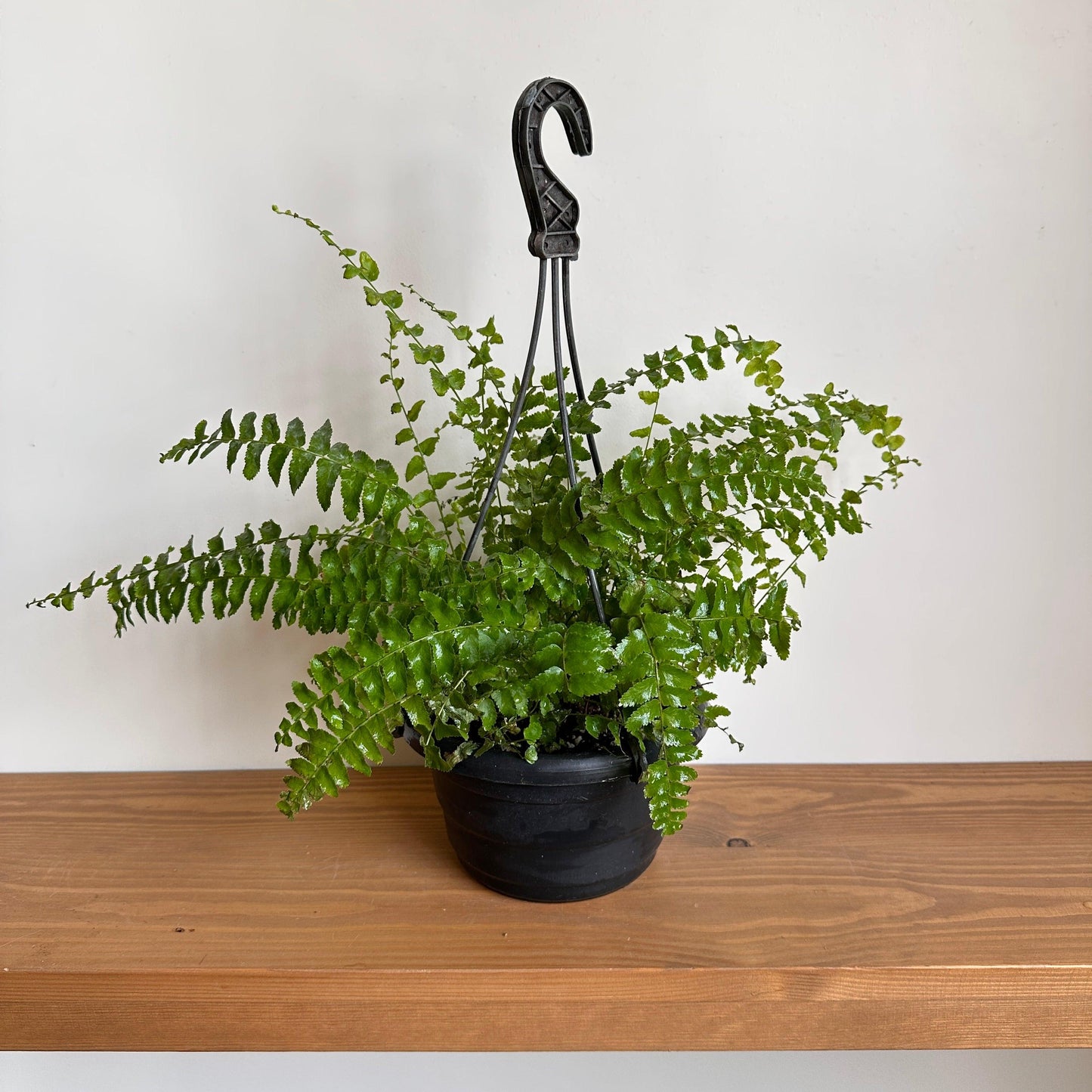 Boston Fern